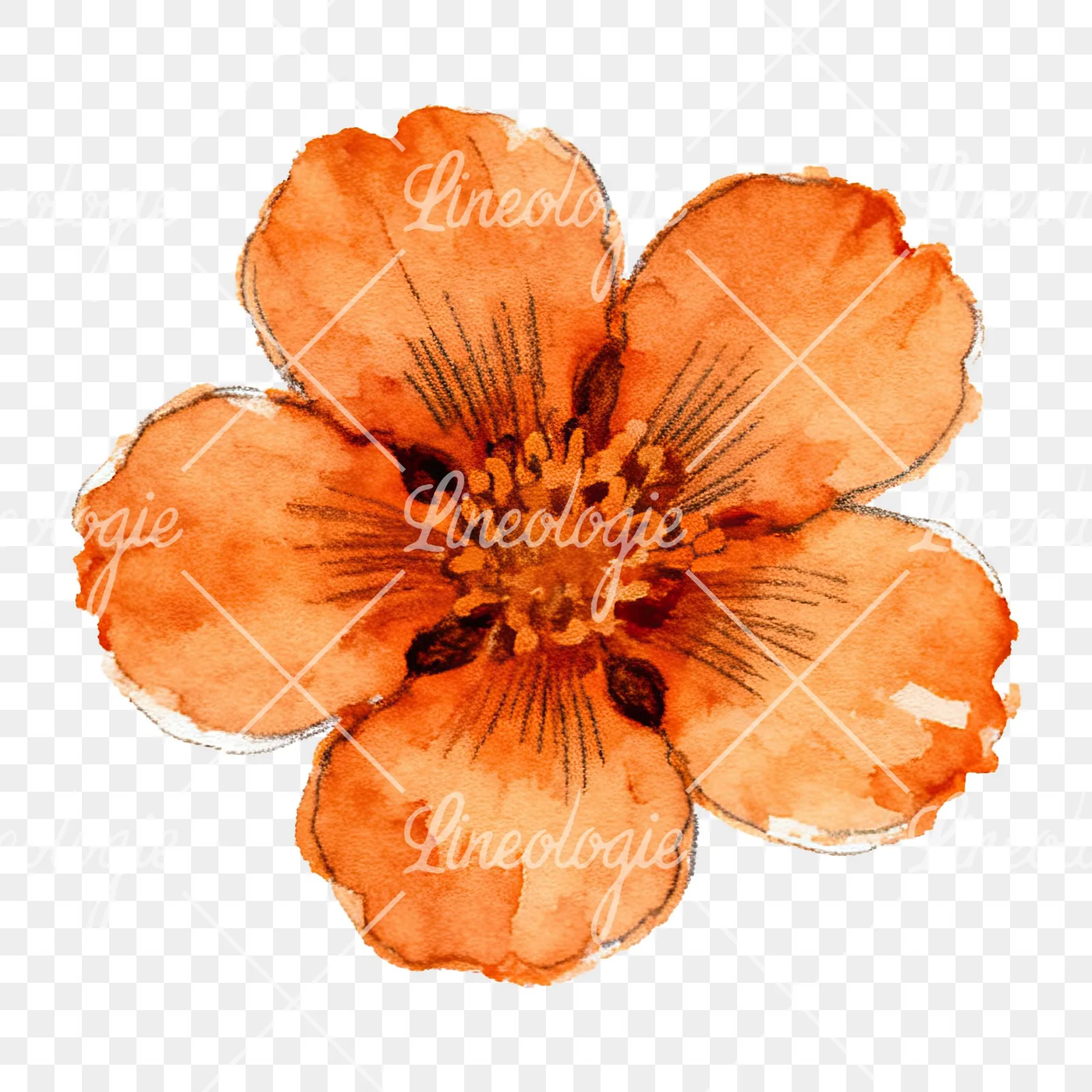 Watercolor orange blossom with marigold clipart 8 of 9 on a transparent background (PNG)