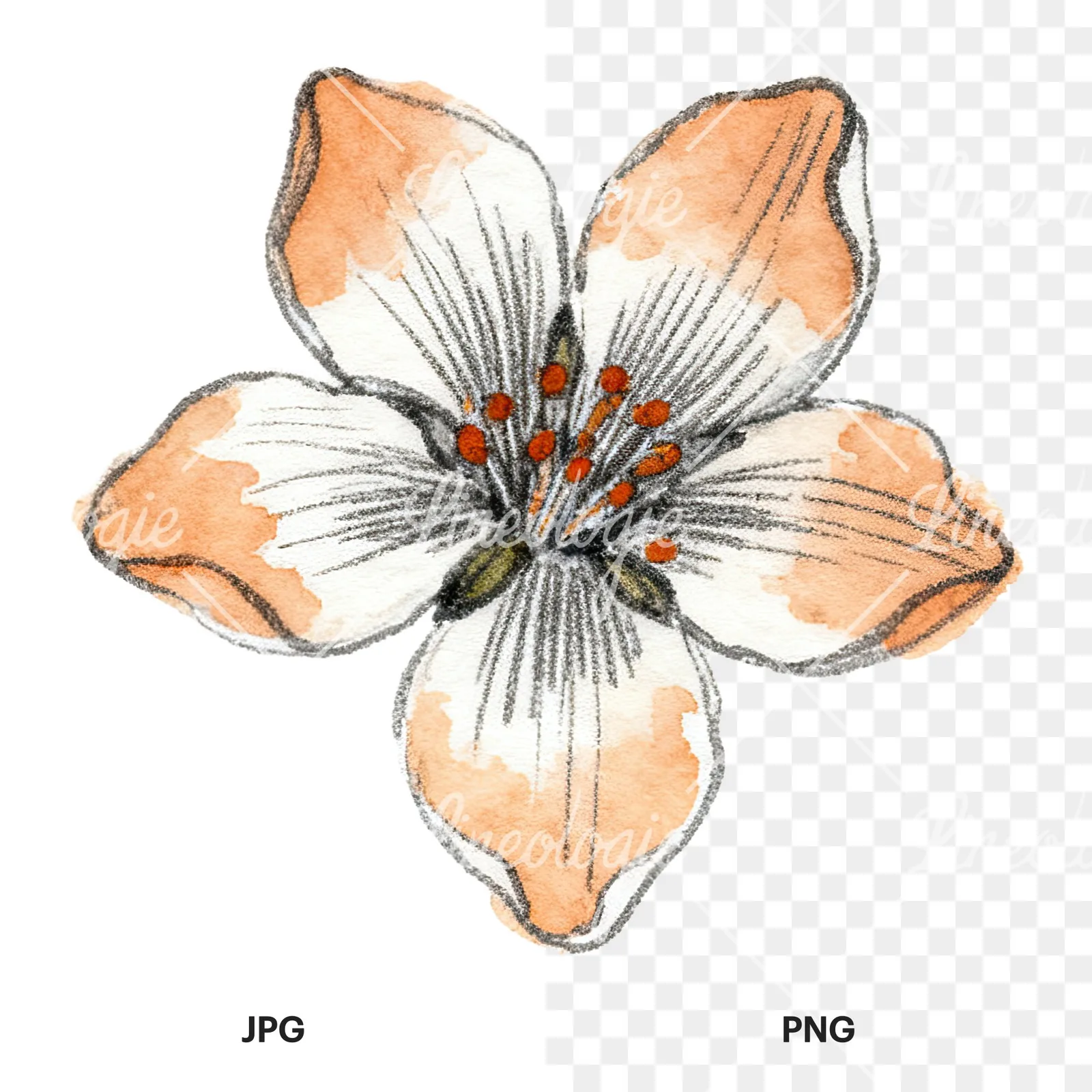 Watercolor orange blossom with marigold clipart 9 of 9, as a JPG on white and a transparent PNG