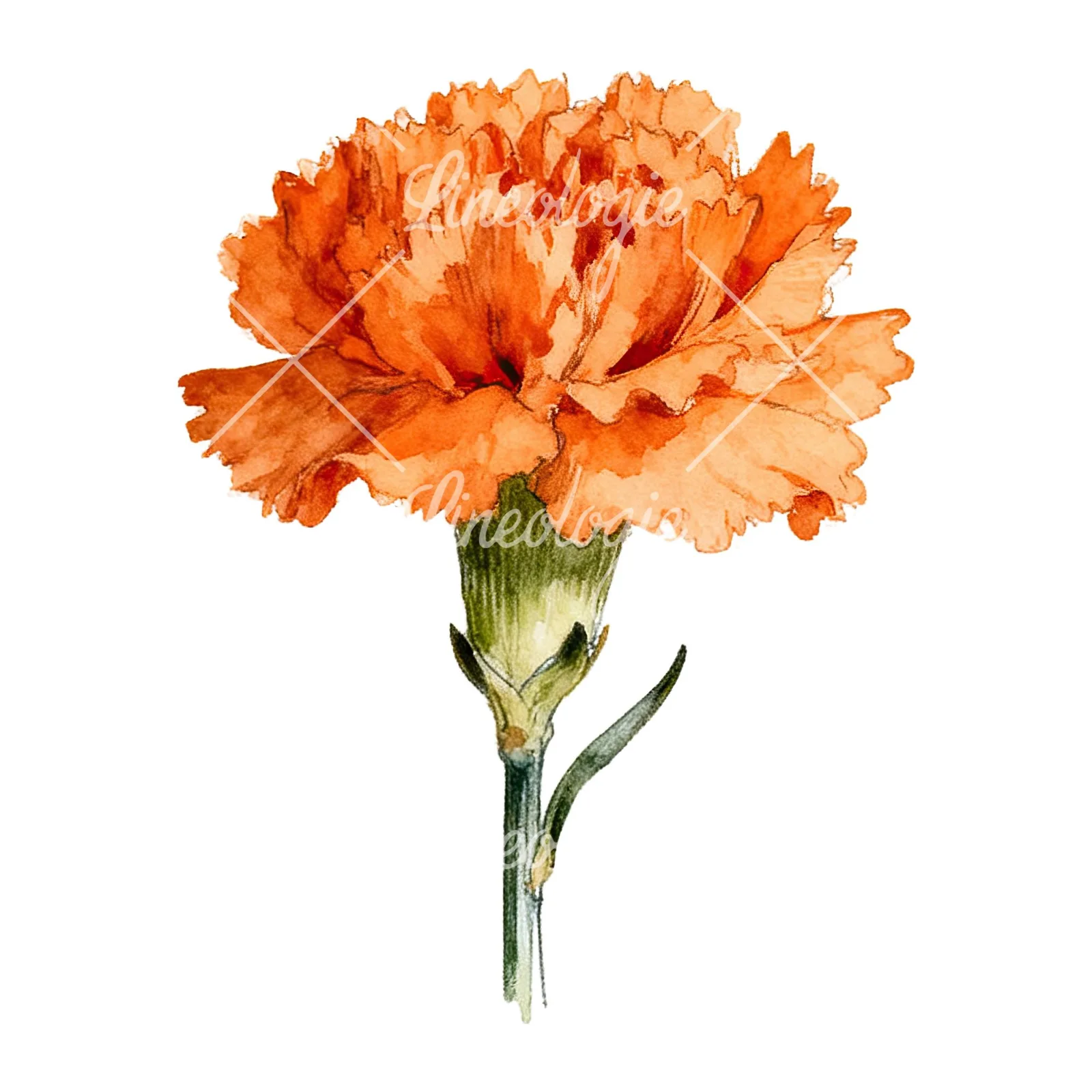 Watercolor orange carnation bouquet with single blooms clipart 2 of 9 on a white background (JPG)
