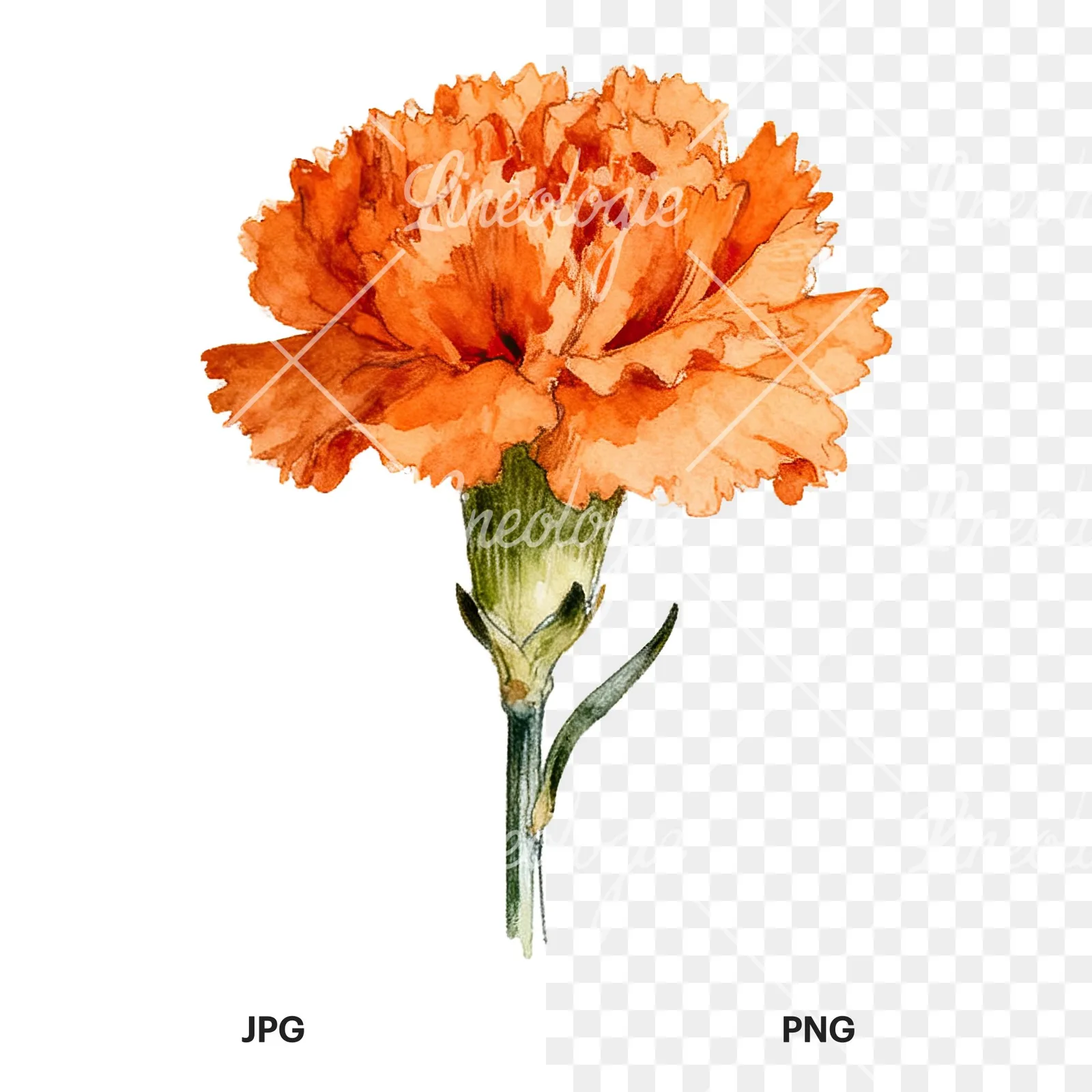 Watercolor orange carnation bouquet with single blooms clipart 2 of 9, as a JPG on white and a transparent PNG