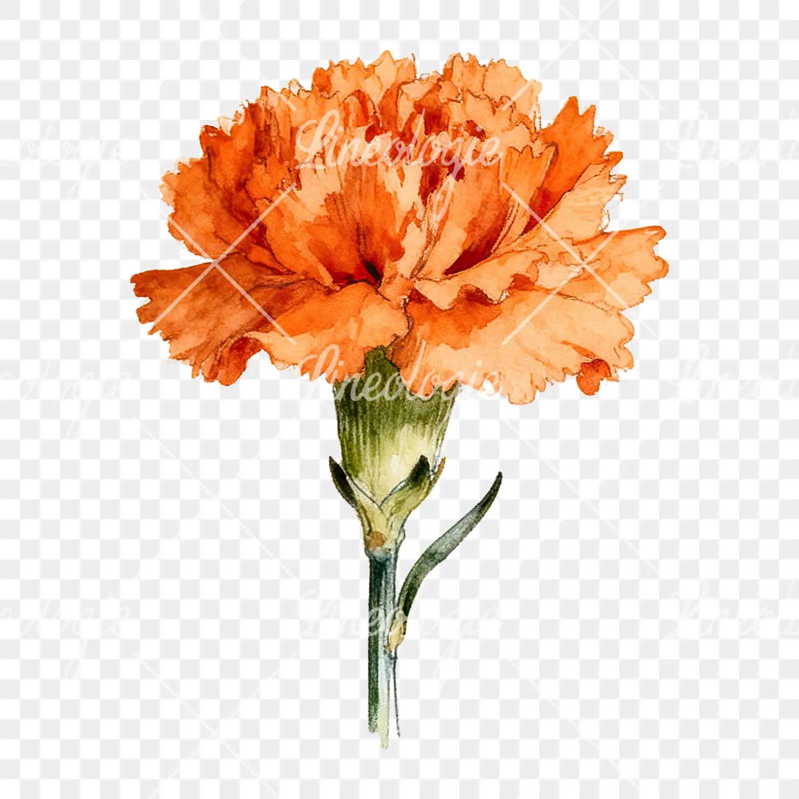 Watercolor orange carnation bouquet with single blooms clipart 2 of 9 on a transparent background (PNG)