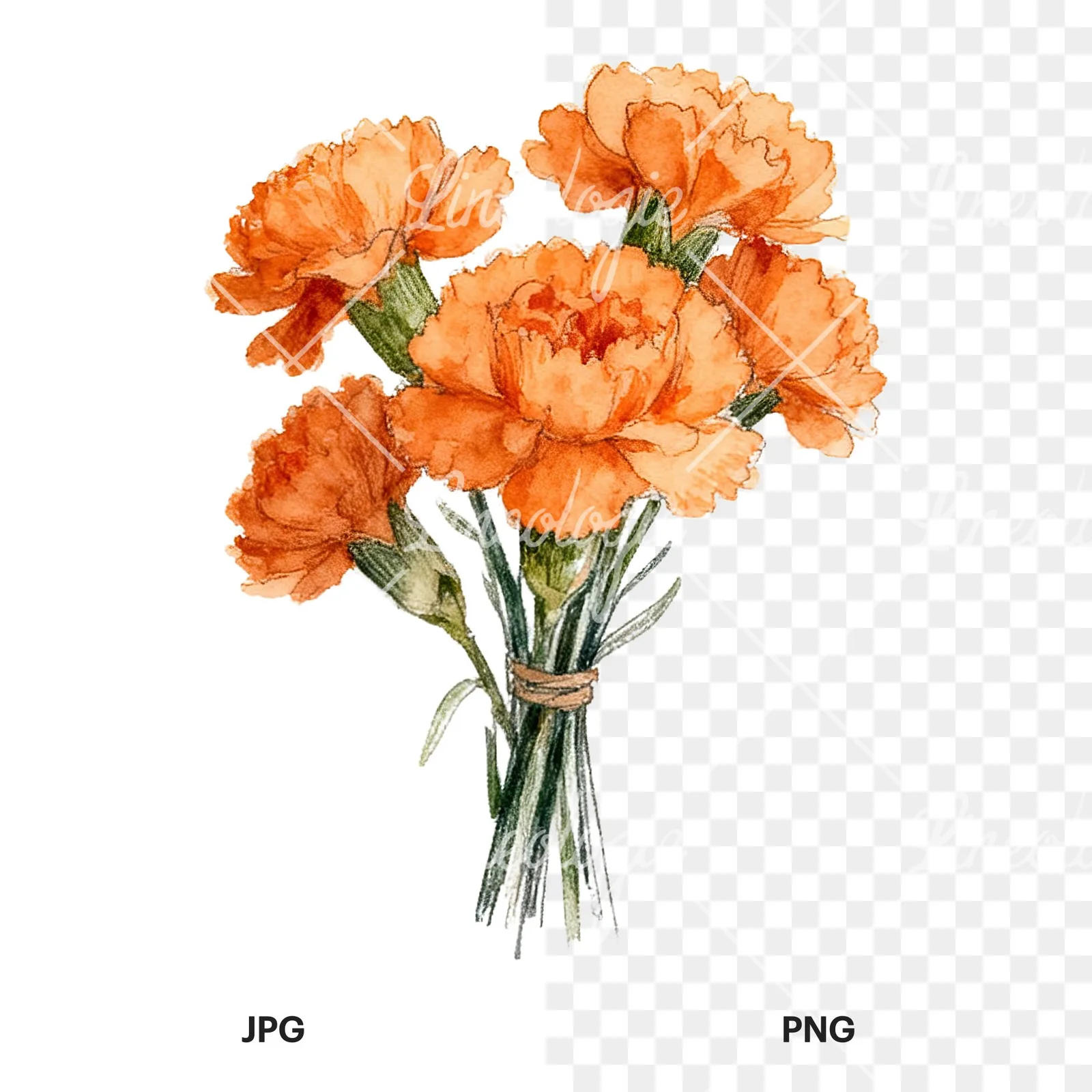 Watercolor orange carnation bouquet with single blooms clipart 3 of 9, as a JPG on white and a transparent PNG