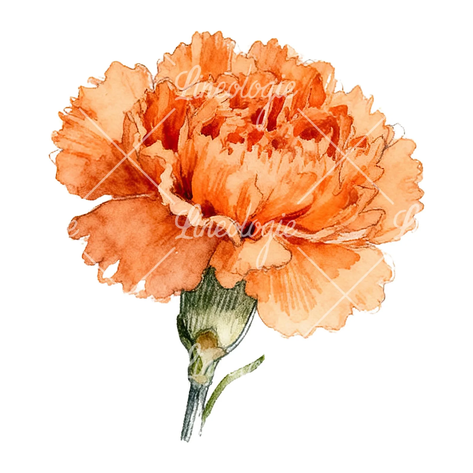 Watercolor orange carnation bouquet with single blooms clipart 4 of 9 on a white background (JPG)