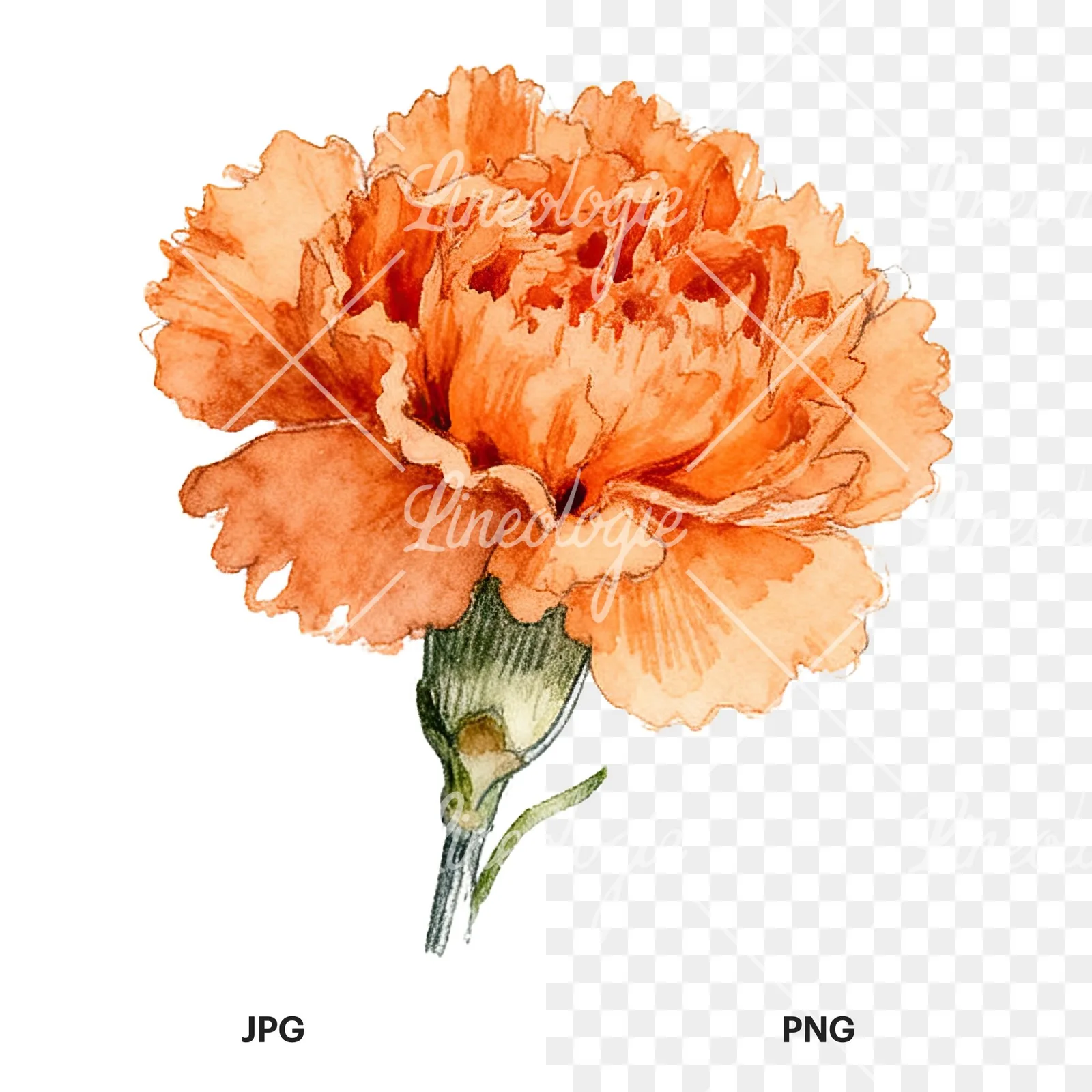Watercolor orange carnation bouquet with single blooms clipart 4 of 9, as a JPG on white and a transparent PNG