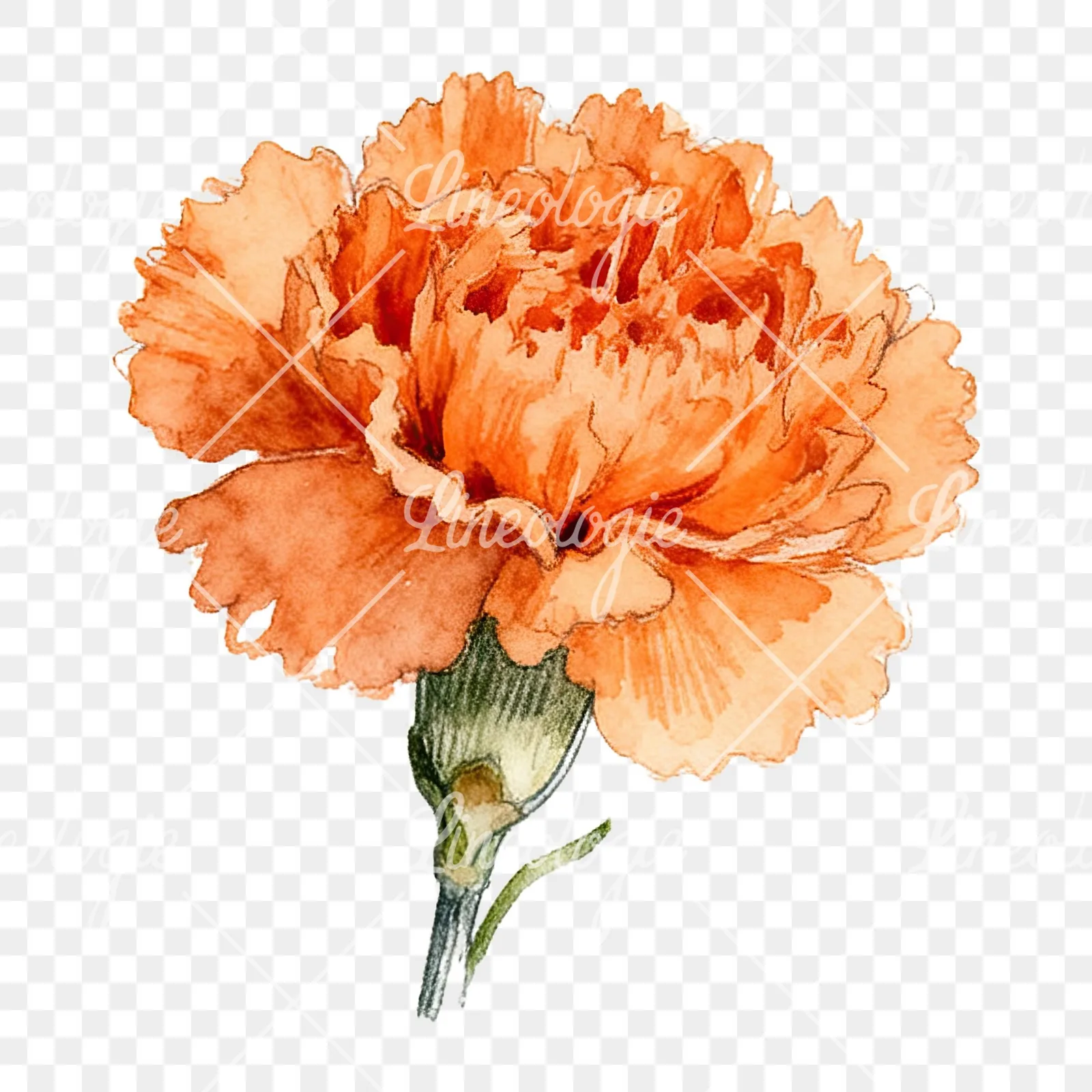Watercolor orange carnation bouquet with single blooms clipart 4 of 9 on a transparent background (PNG)