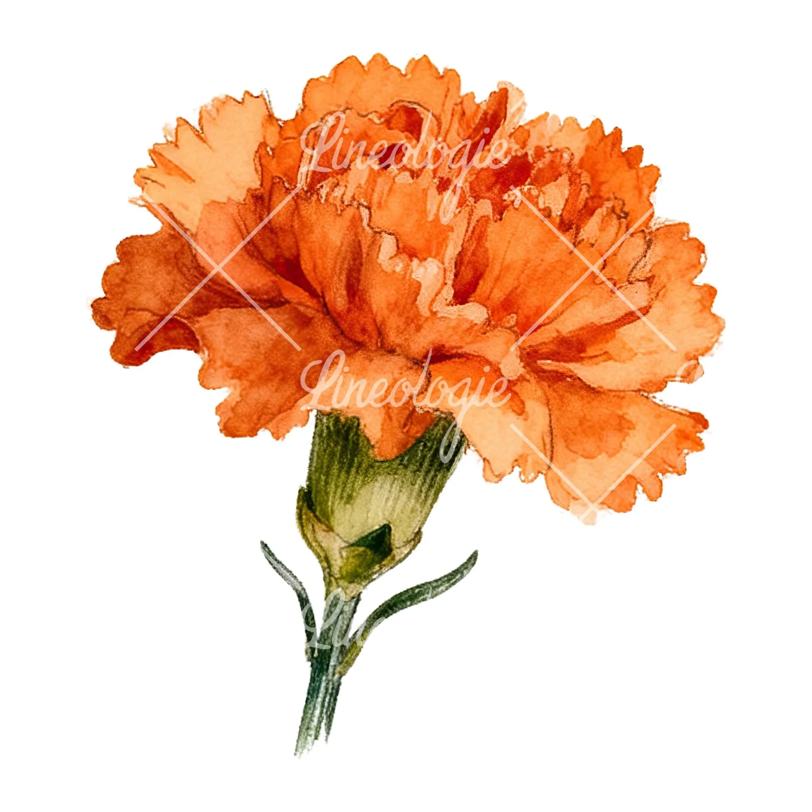 Watercolor orange carnation bouquet with single blooms clipart 5 of 9 on a white background (JPG)