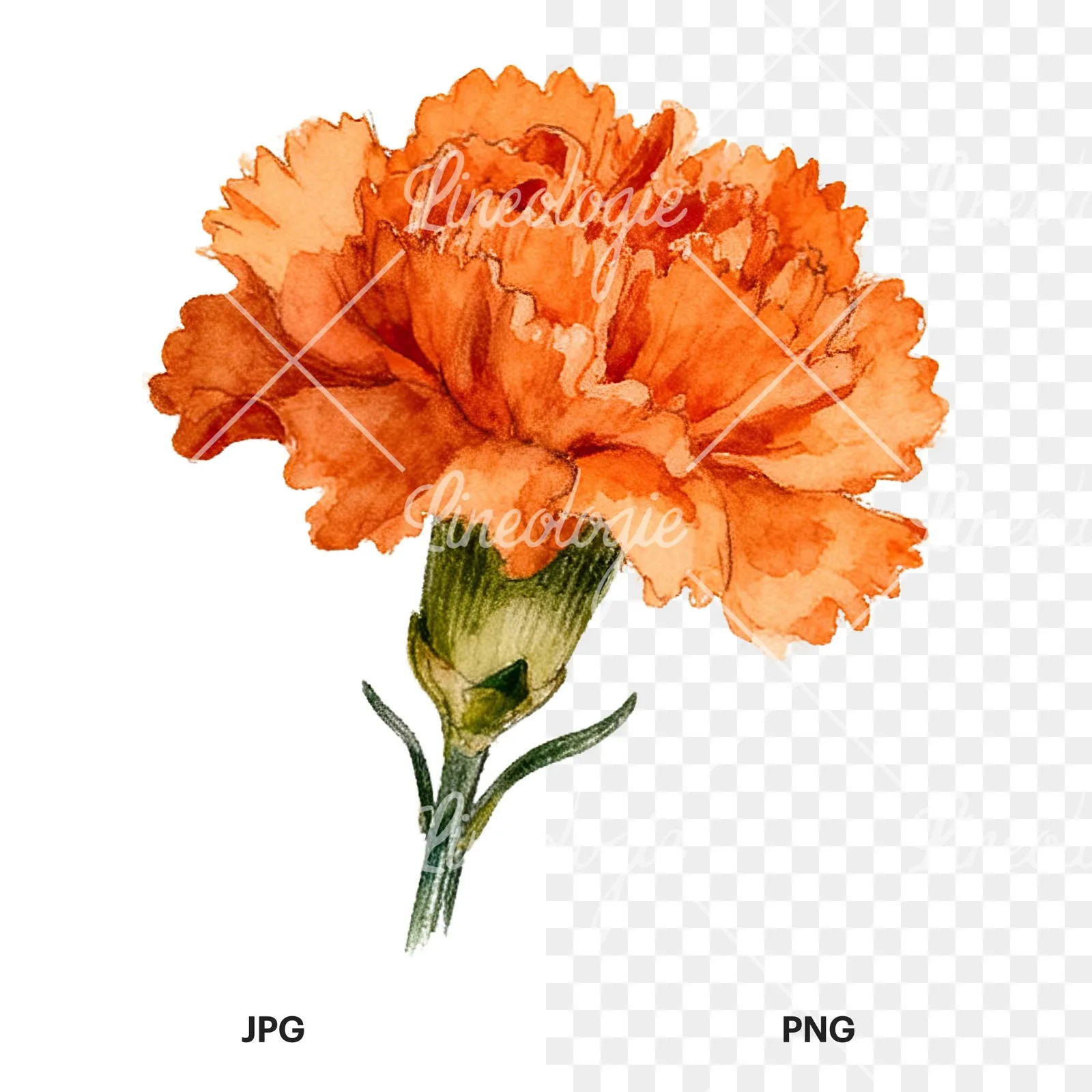 Watercolor orange carnation bouquet with single blooms clipart 5 of 9, as a JPG on white and a transparent PNG