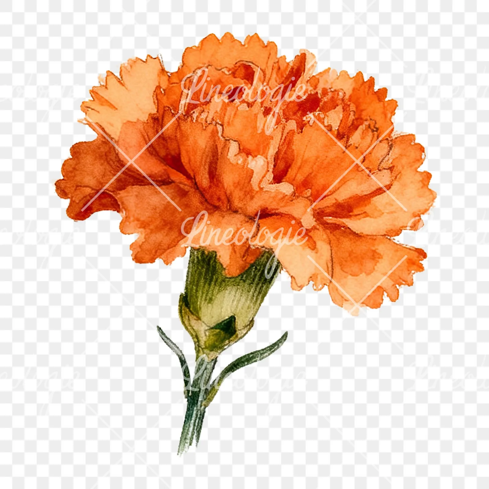 Watercolor orange carnation bouquet with single blooms clipart 5 of 9 on a transparent background (PNG)