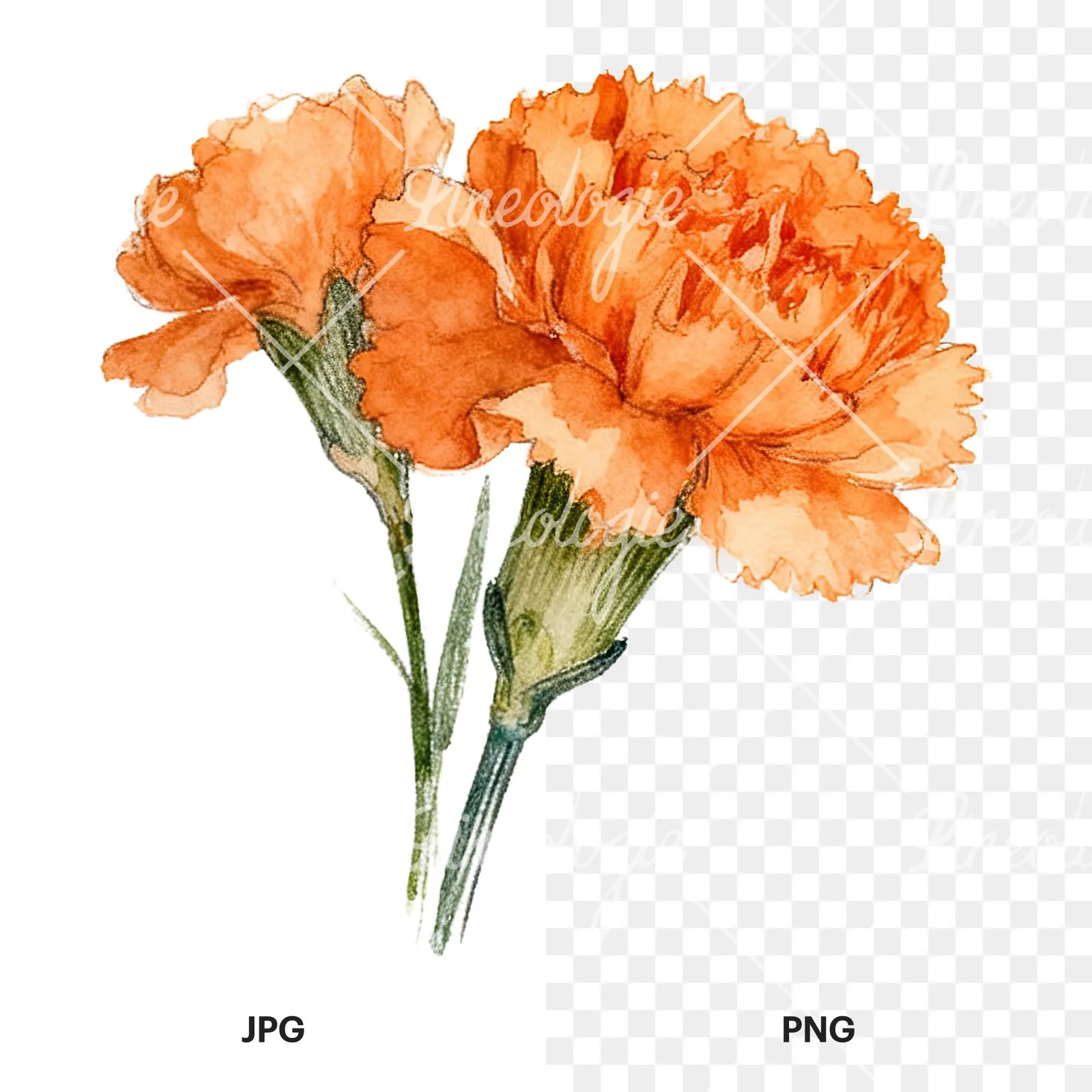 Watercolor orange carnation bouquet with single blooms clipart 6 of 9, as a JPG on white and a transparent PNG
