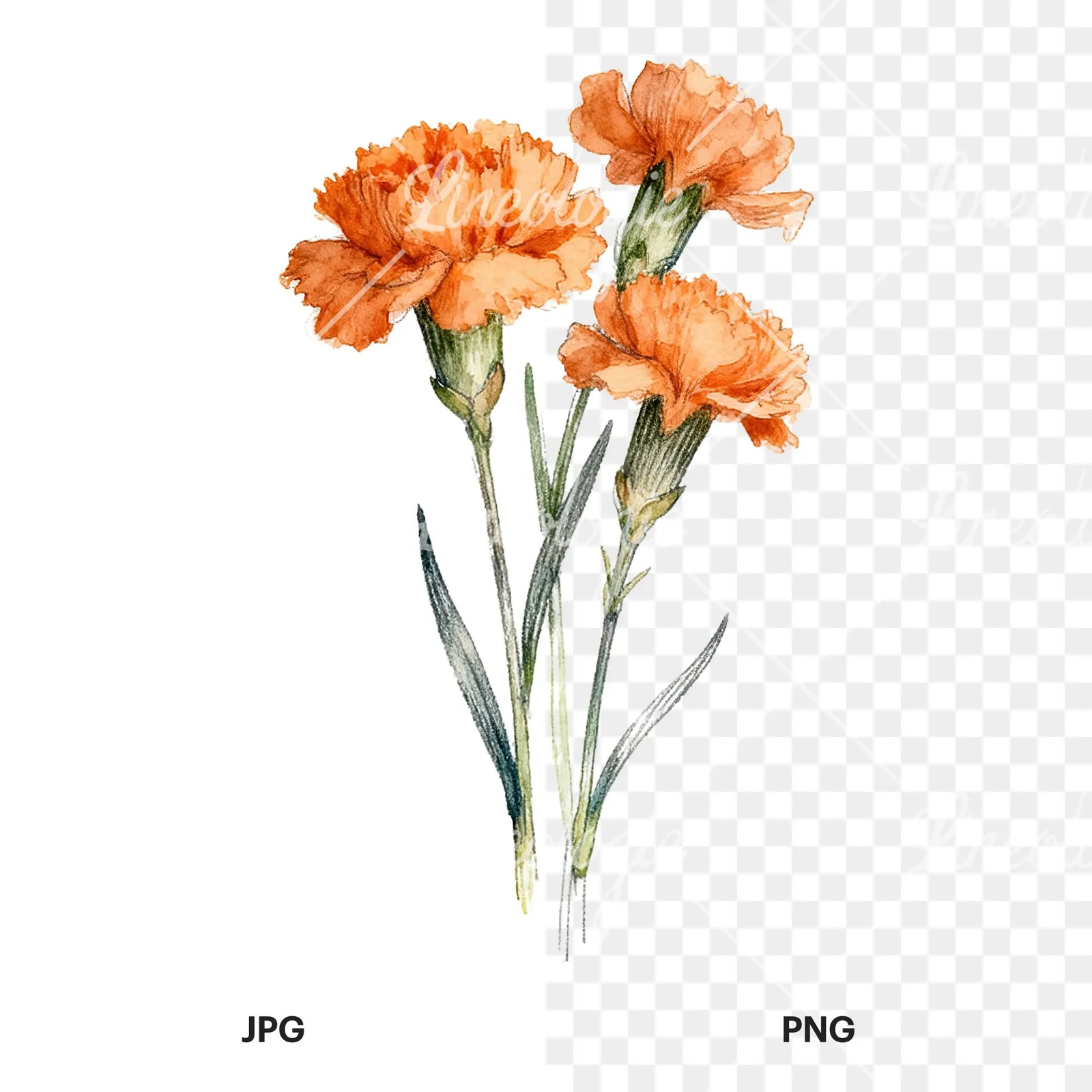 Watercolor orange carnation bouquet with single blooms clipart 7 of 9, as a JPG on white and a transparent PNG