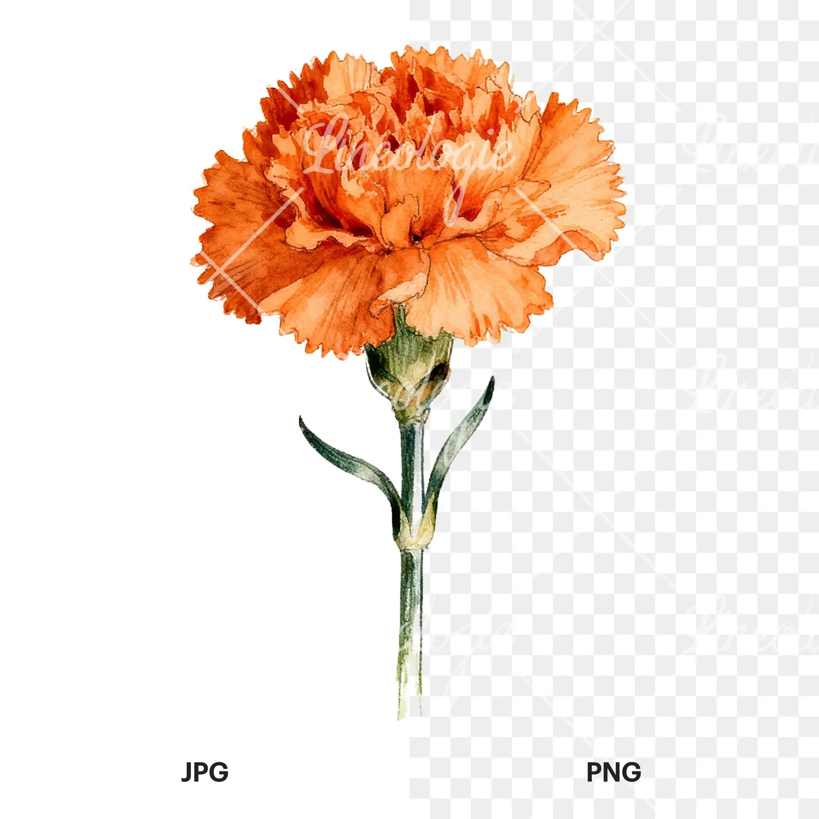 Watercolor orange carnation bouquet with single blooms clipart 8 of 9, as a JPG on white and a transparent PNG