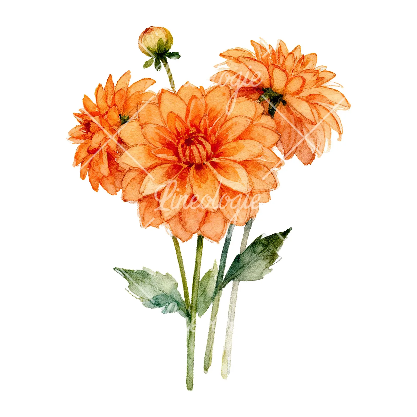 Watercolor orange dahlia bouquet clipart 1 of 9 on a white background (JPG)