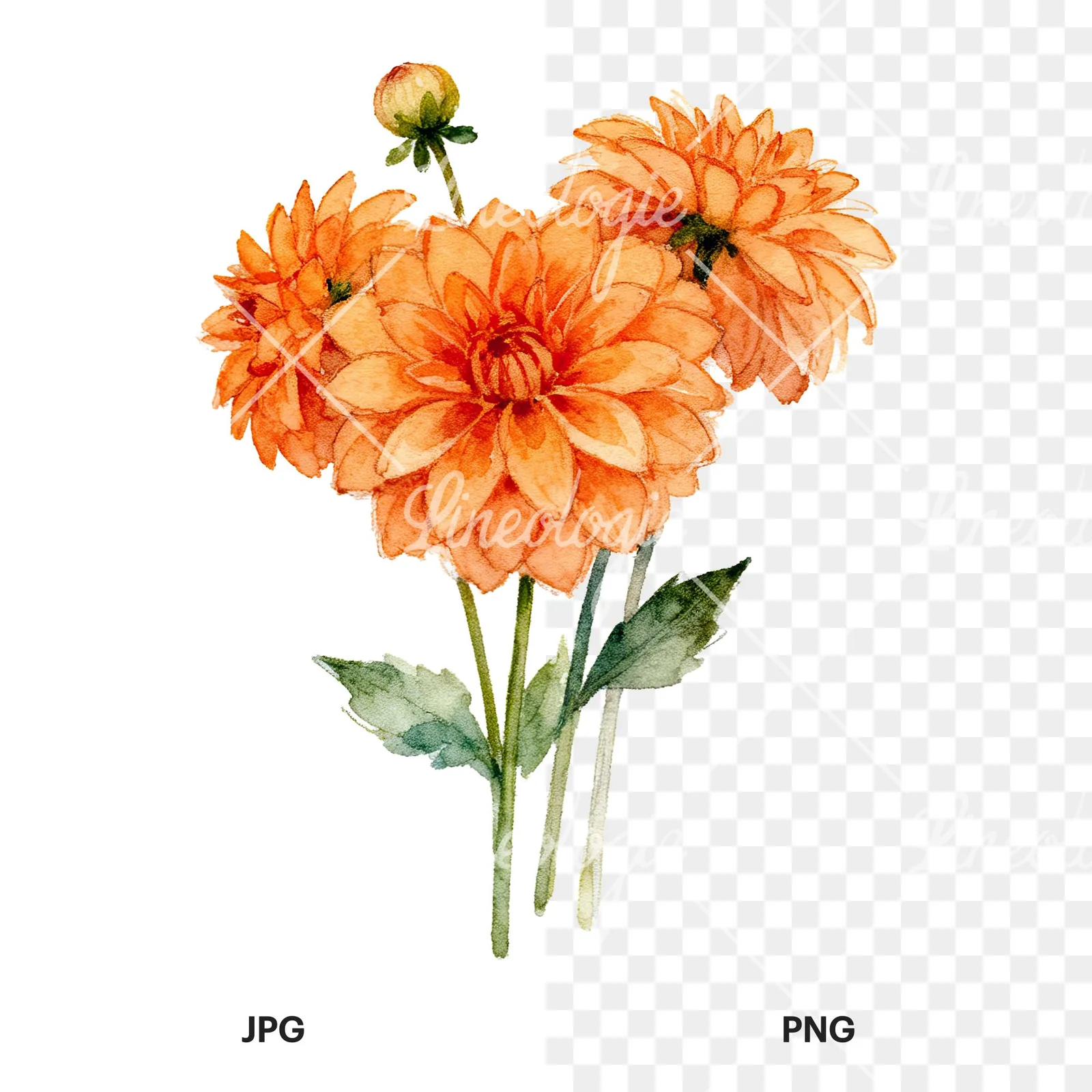 Watercolor orange dahlia bouquet clipart 1 of 9, as a JPG on white and a transparent PNG