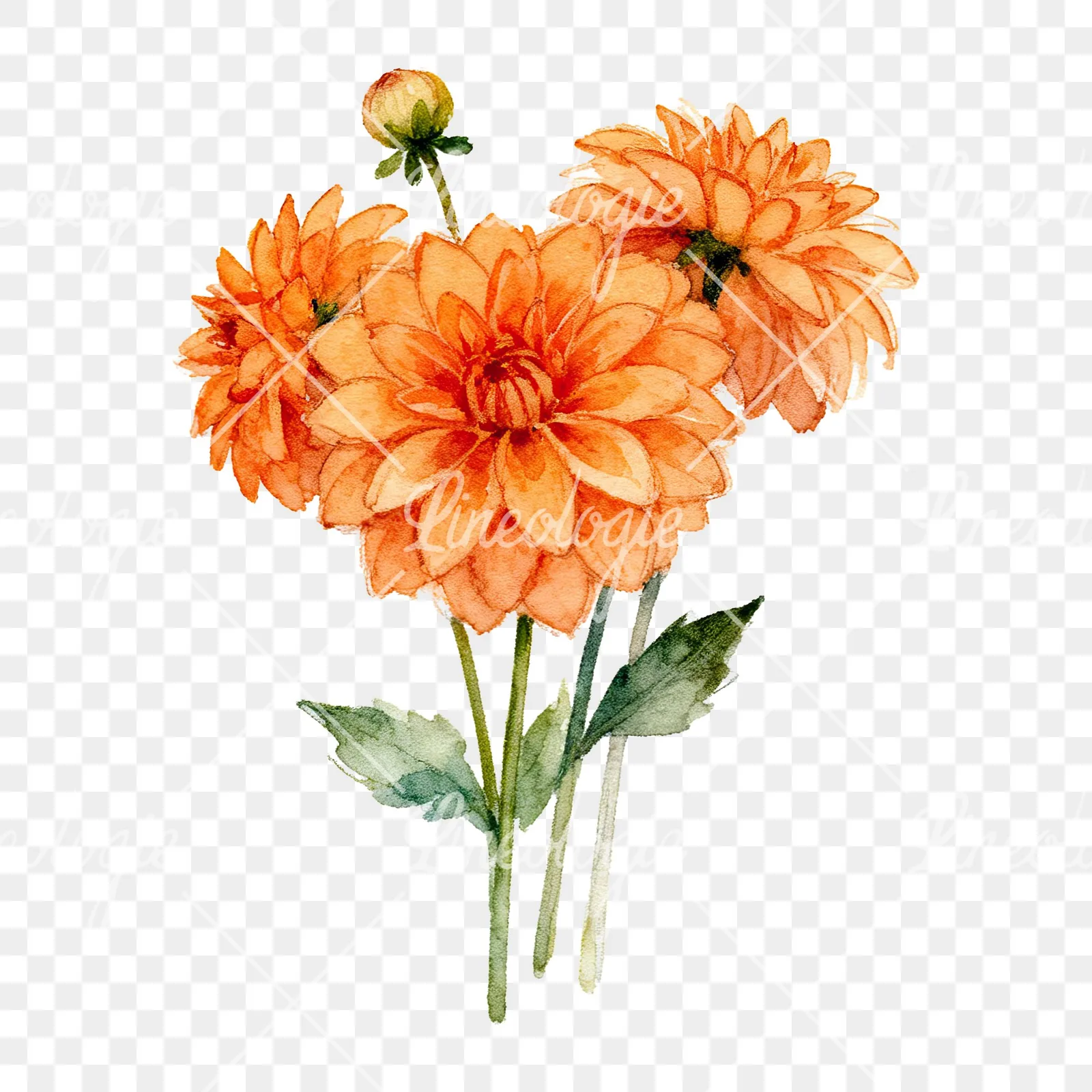 Watercolor orange dahlia bouquet clipart 1 of 9 on a transparent background (PNG)