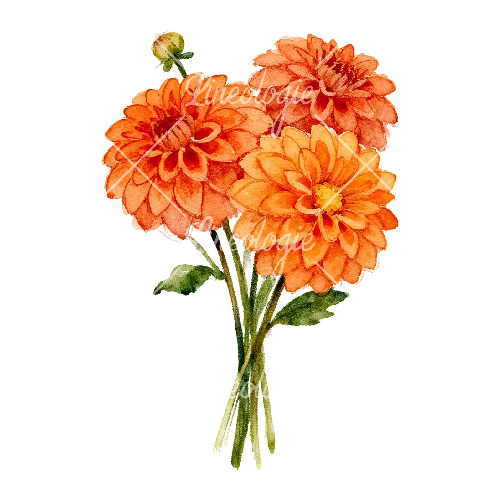 Watercolor orange dahlia bouquet clipart 2 of 9 on a white background (JPG)