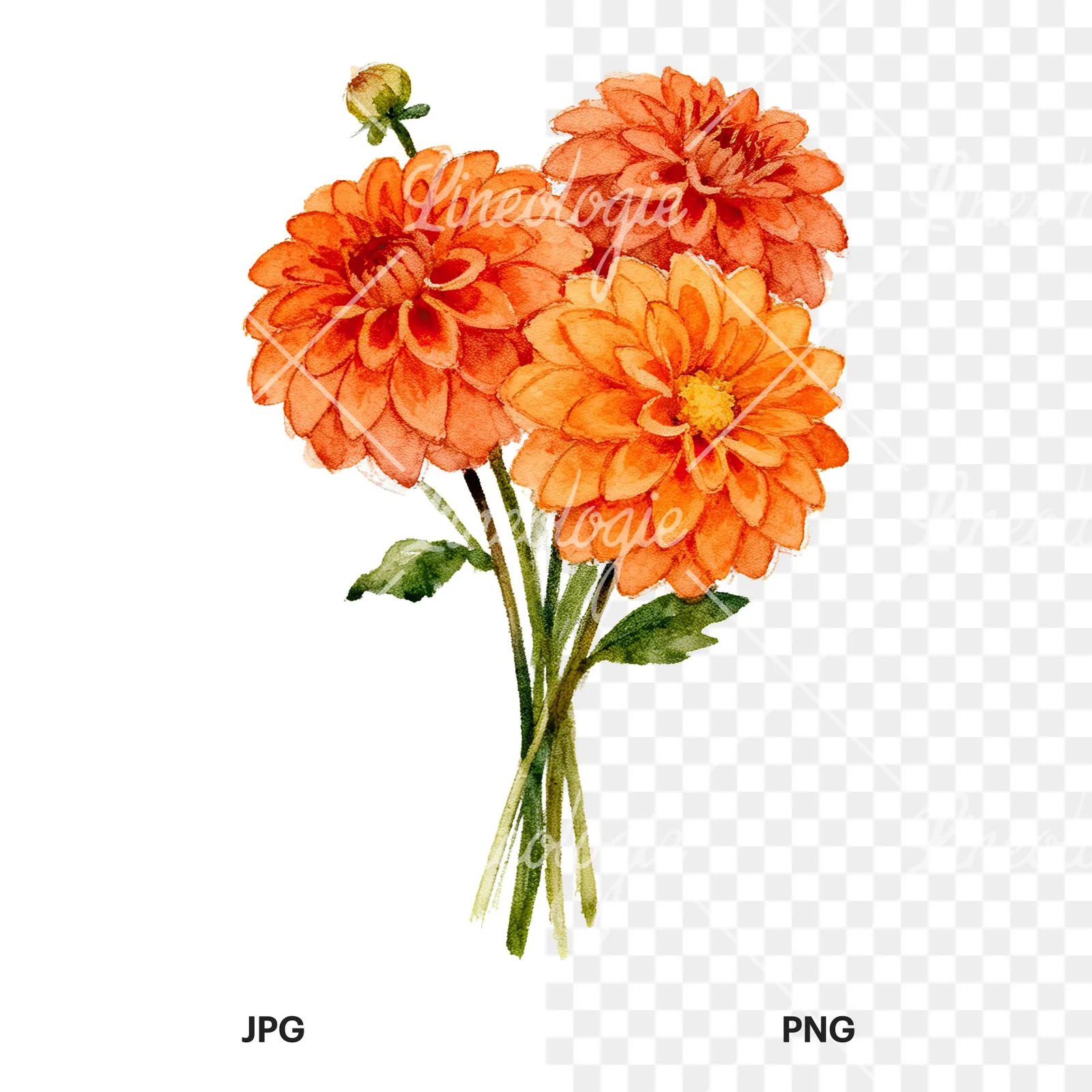 Watercolor orange dahlia bouquet clipart 2 of 9, as a JPG on white and a transparent PNG