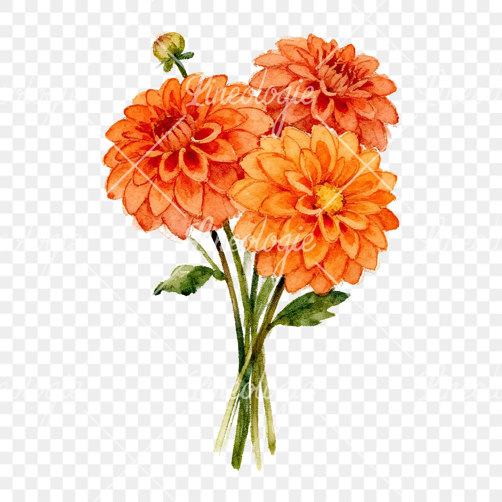 Watercolor orange dahlia bouquet clipart 2 of 9 on a transparent background (PNG)