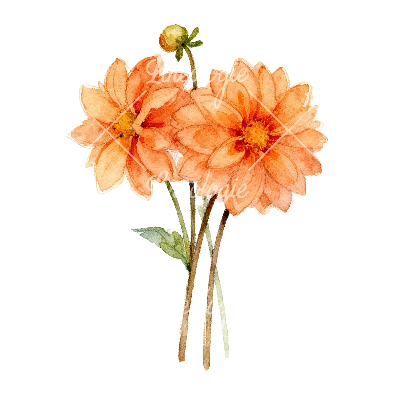 Watercolor orange dahlia bouquet clipart 3 of 9 on a white background (JPG)