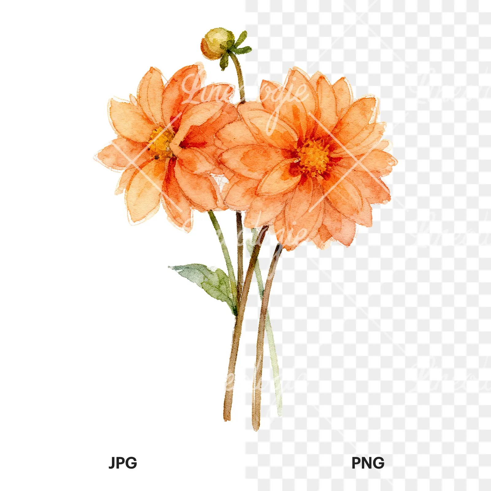 Watercolor orange dahlia bouquet clipart 3 of 9, as a JPG on white and a transparent PNG
