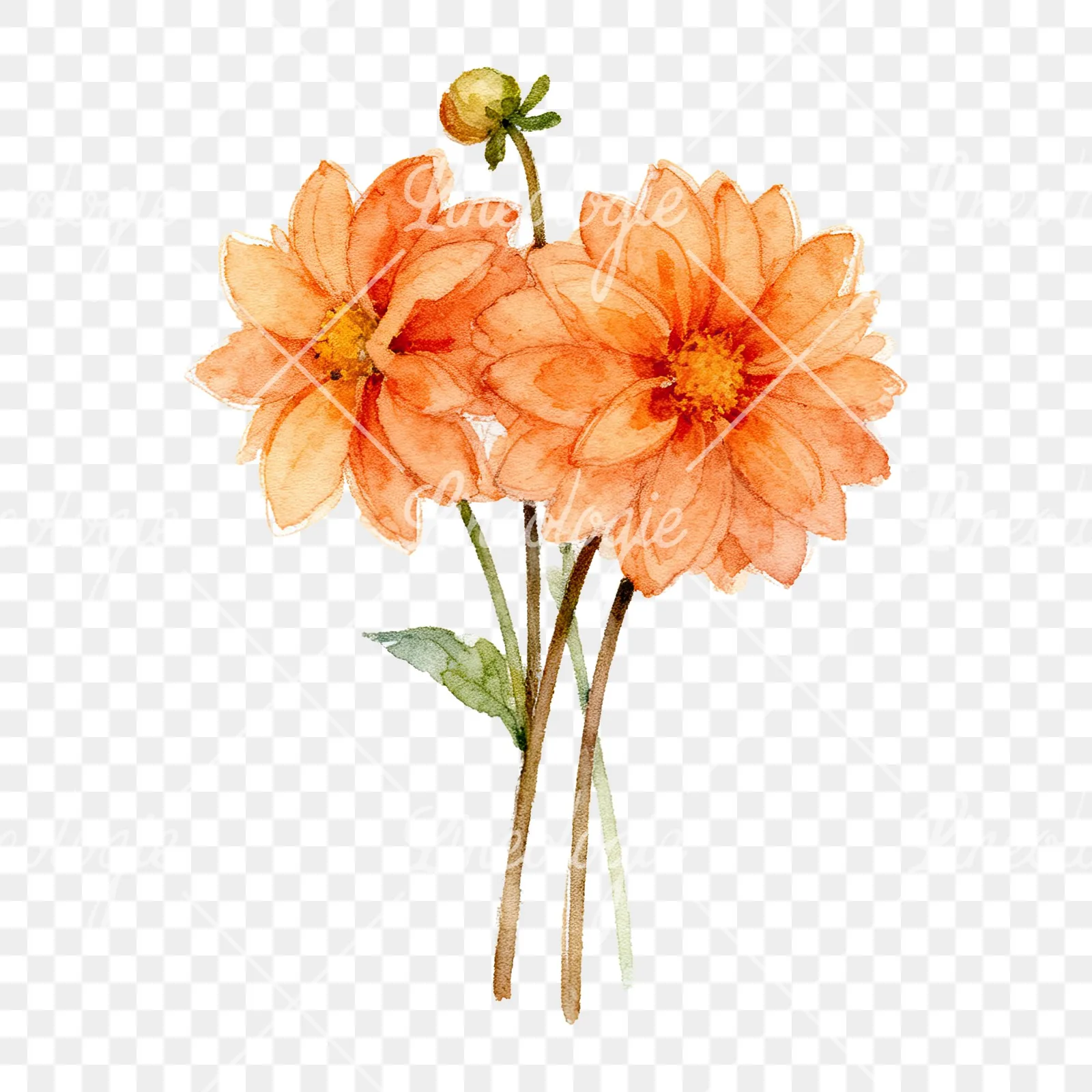 Watercolor orange dahlia bouquet clipart 3 of 9 on a transparent background (PNG)