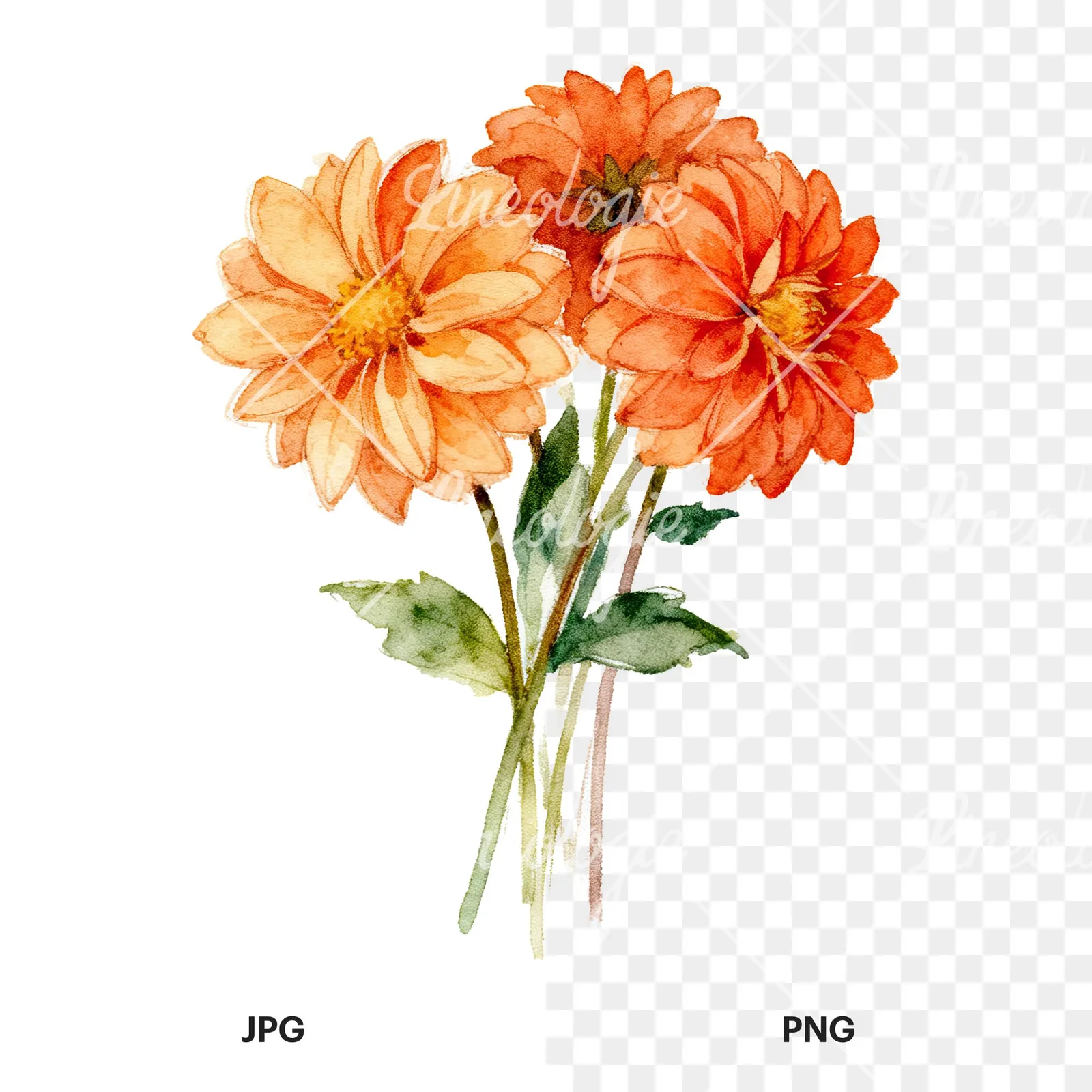 Watercolor orange dahlia bouquet clipart 4 of 9, as a JPG on white and a transparent PNG