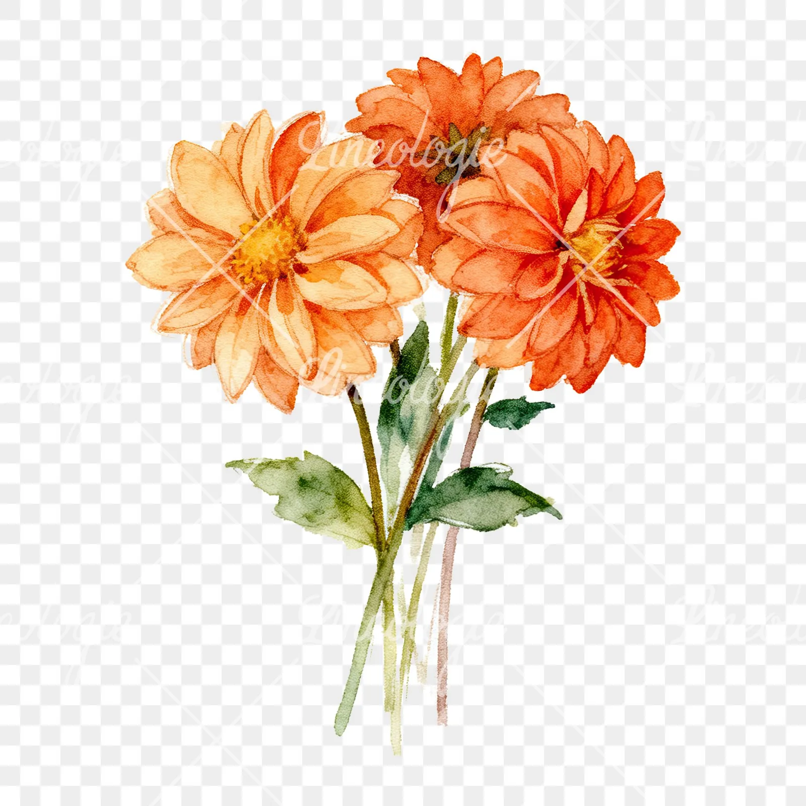 Watercolor orange dahlia bouquet clipart 4 of 9 on a transparent background (PNG)