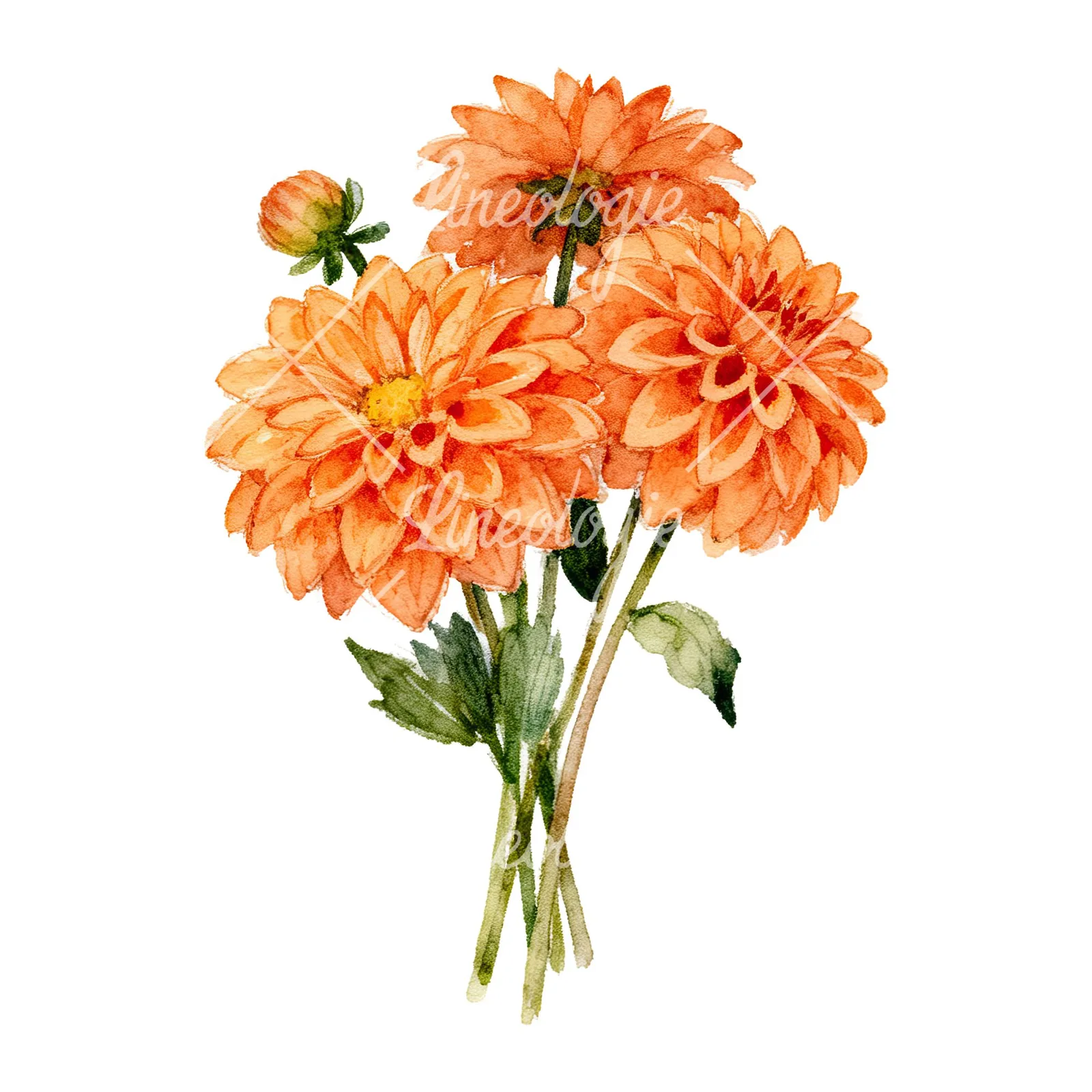Watercolor orange dahlia bouquet clipart 5 of 9 on a white background (JPG)