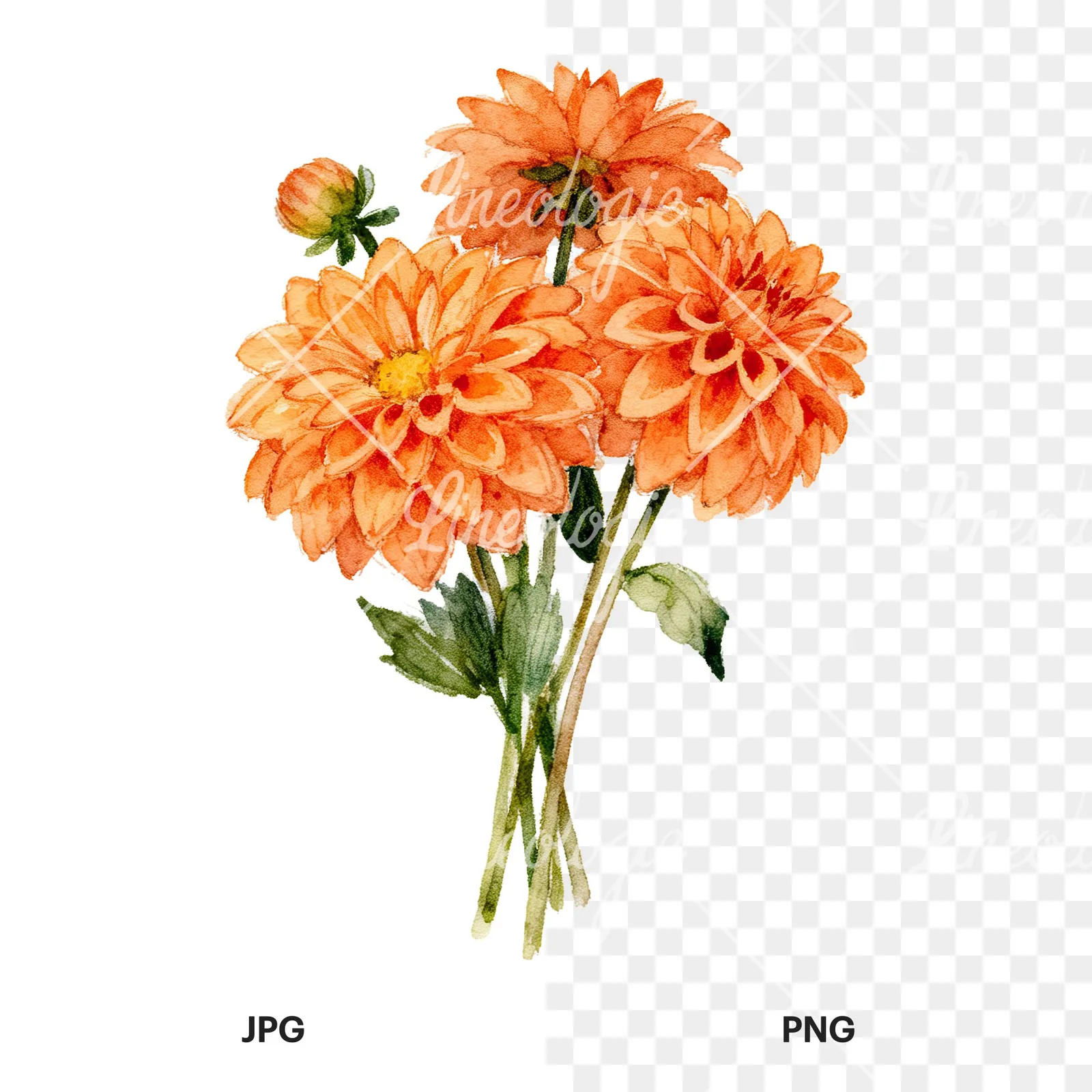 Watercolor orange dahlia bouquet clipart 5 of 9, as a JPG on white and a transparent PNG