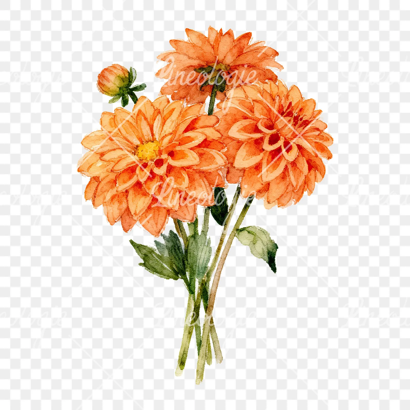 Watercolor orange dahlia bouquet clipart 5 of 9 on a transparent background (PNG)