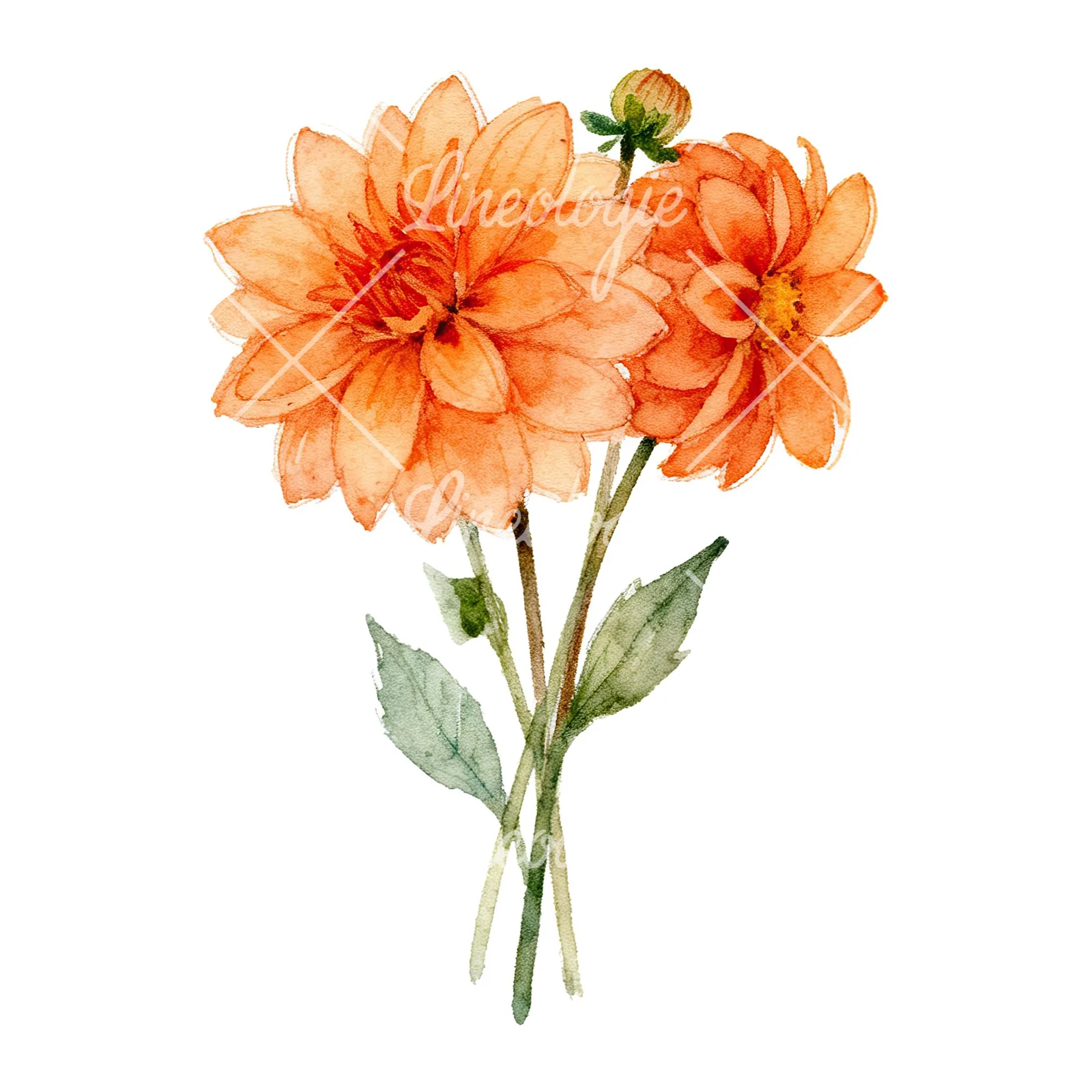 Watercolor orange dahlia bouquet clipart 6 of 9 on a white background (JPG)