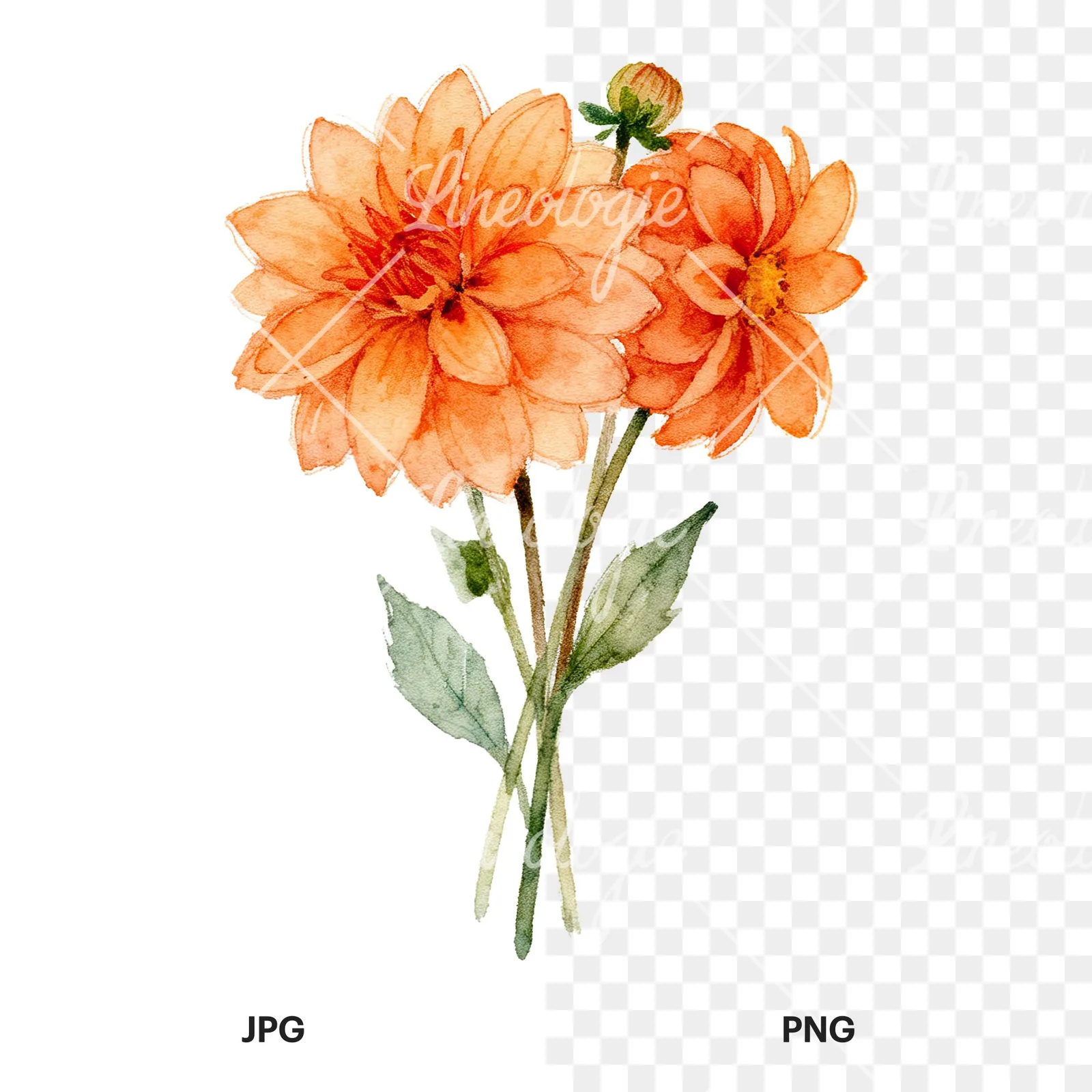 Watercolor orange dahlia bouquet clipart 6 of 9, as a JPG on white and a transparent PNG