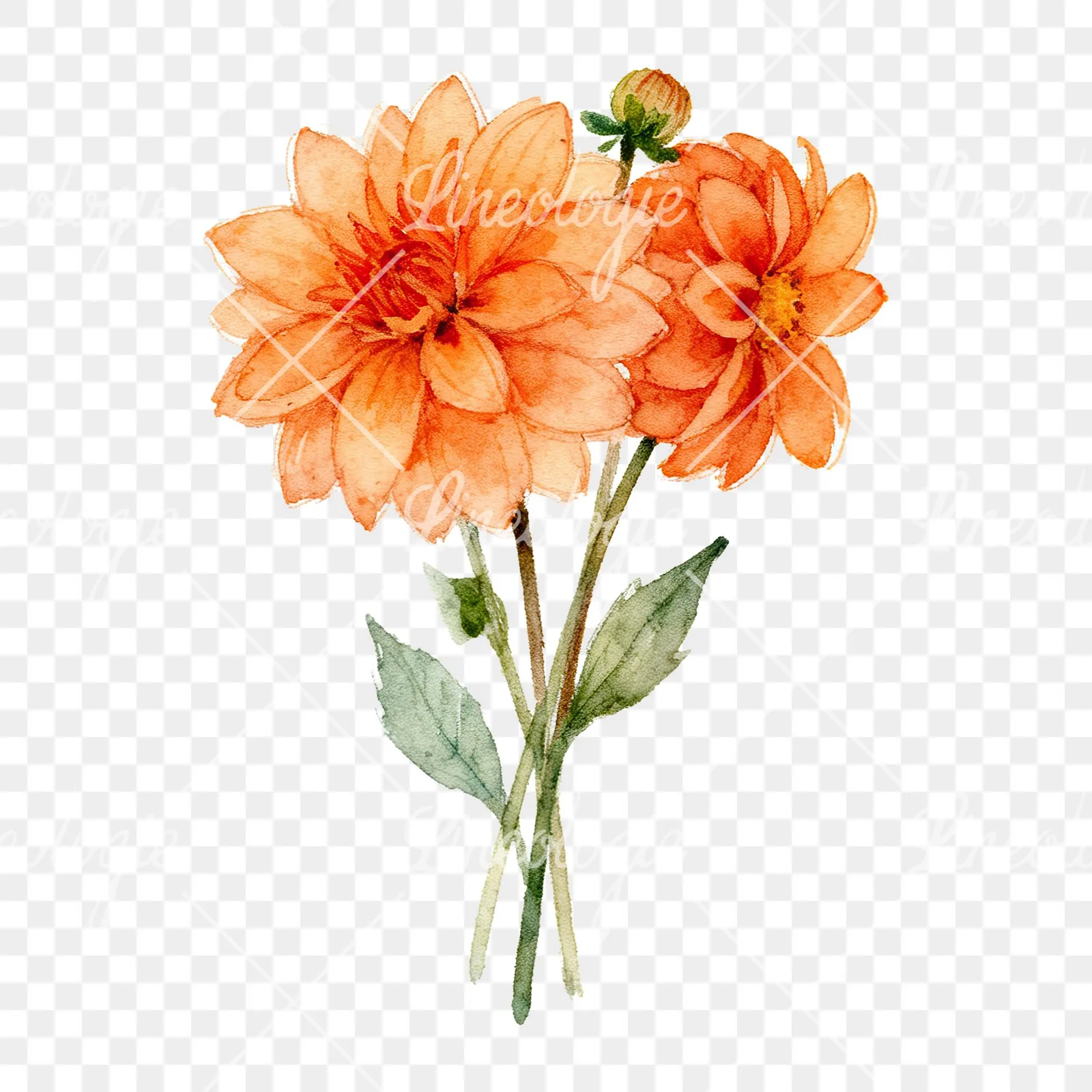 Watercolor orange dahlia bouquet clipart 6 of 9 on a transparent background (PNG)