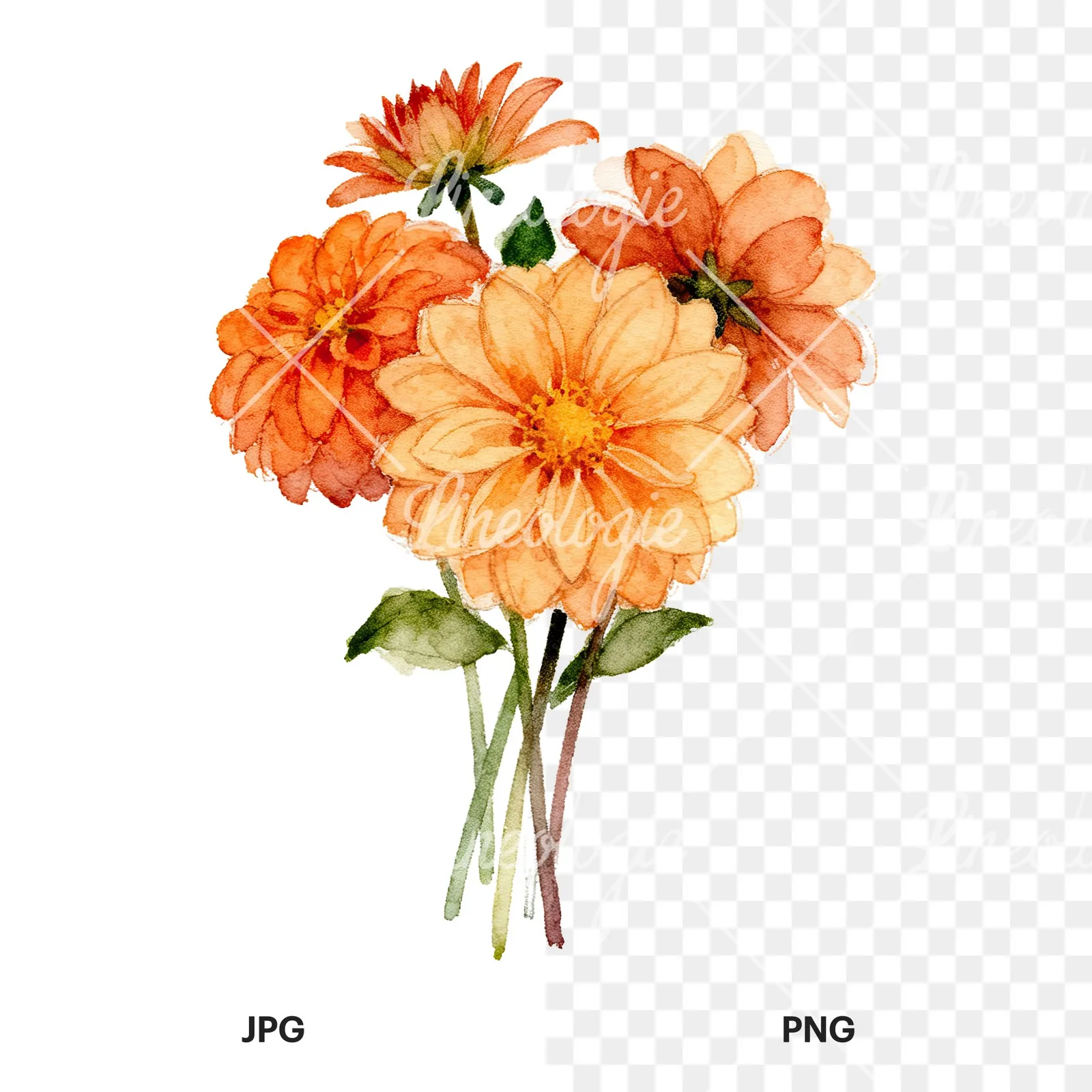 Watercolor orange dahlia bouquet clipart 7 of 9, as a JPG on white and a transparent PNG