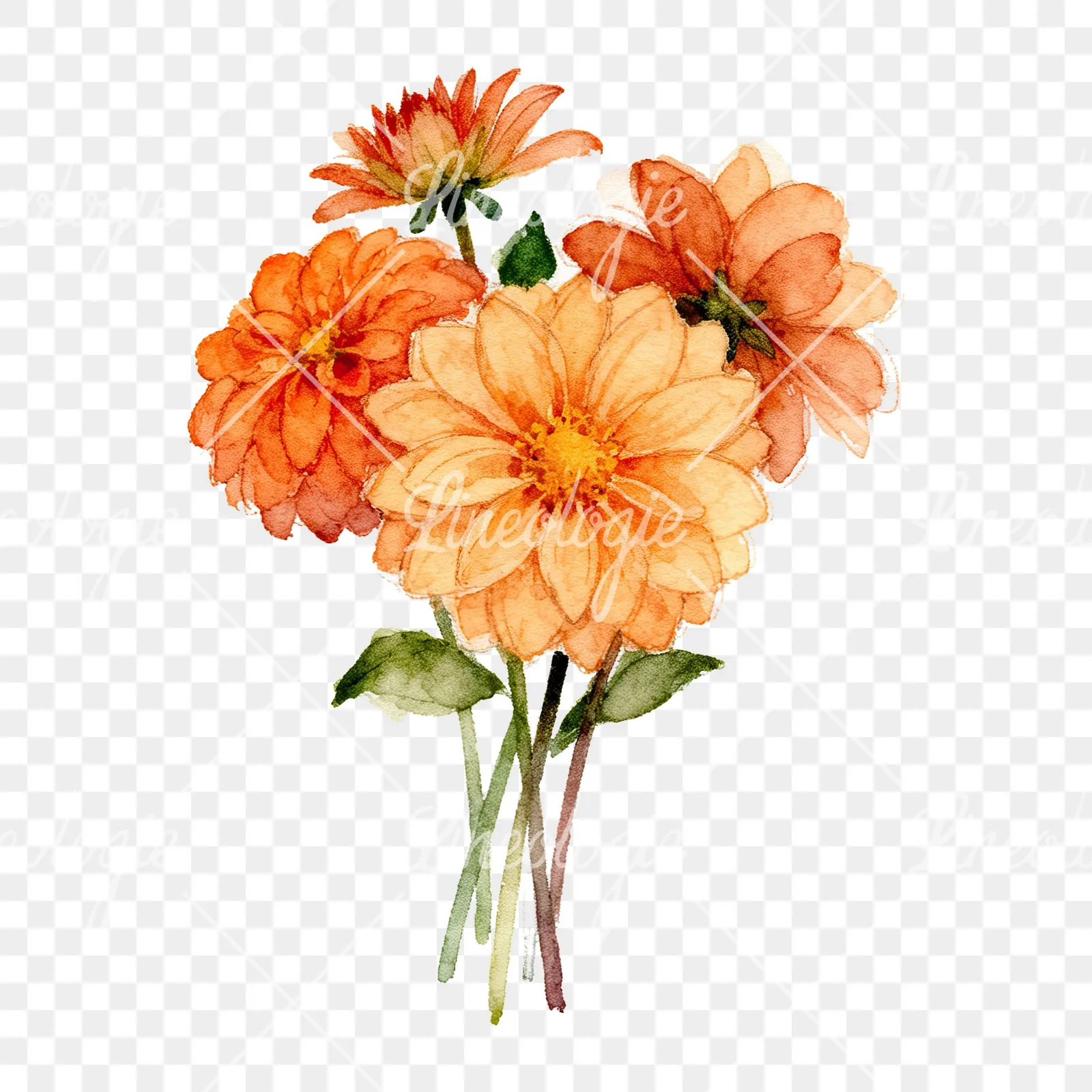 Watercolor orange dahlia bouquet clipart 7 of 9 on a transparent background (PNG)