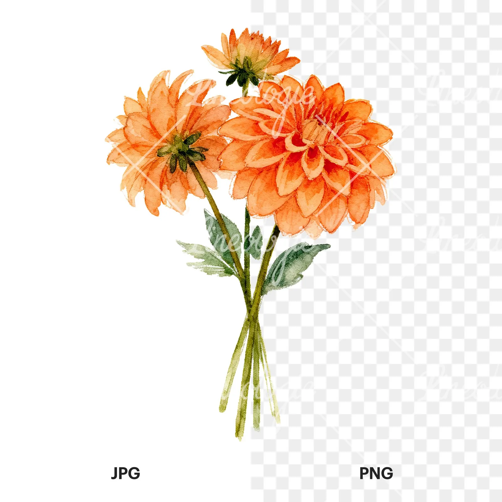 Watercolor orange dahlia bouquet clipart 8 of 9, as a JPG on white and a transparent PNG