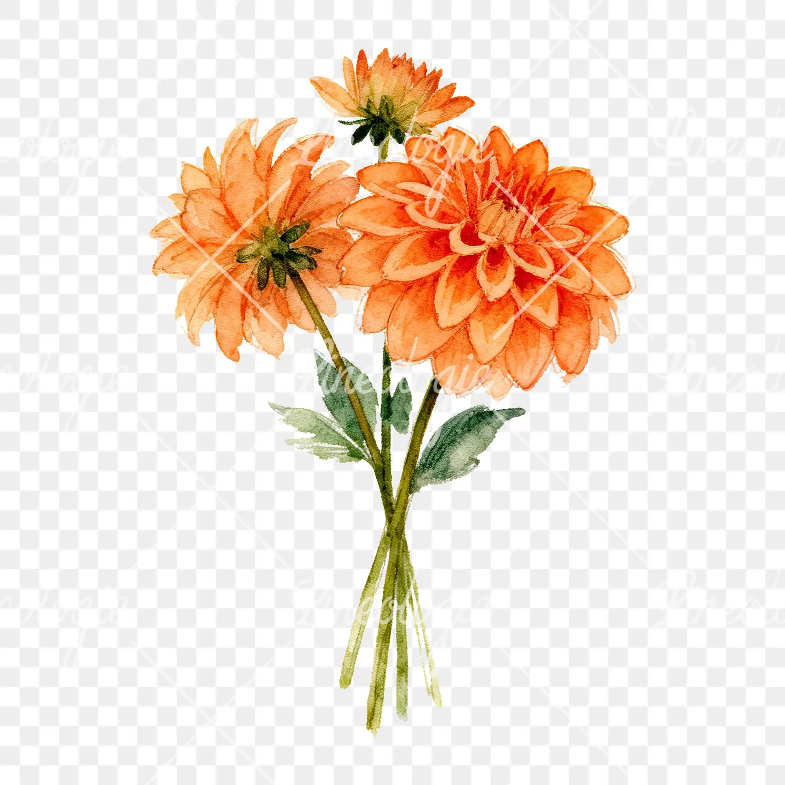 Watercolor orange dahlia bouquet clipart 8 of 9 on a transparent background (PNG)