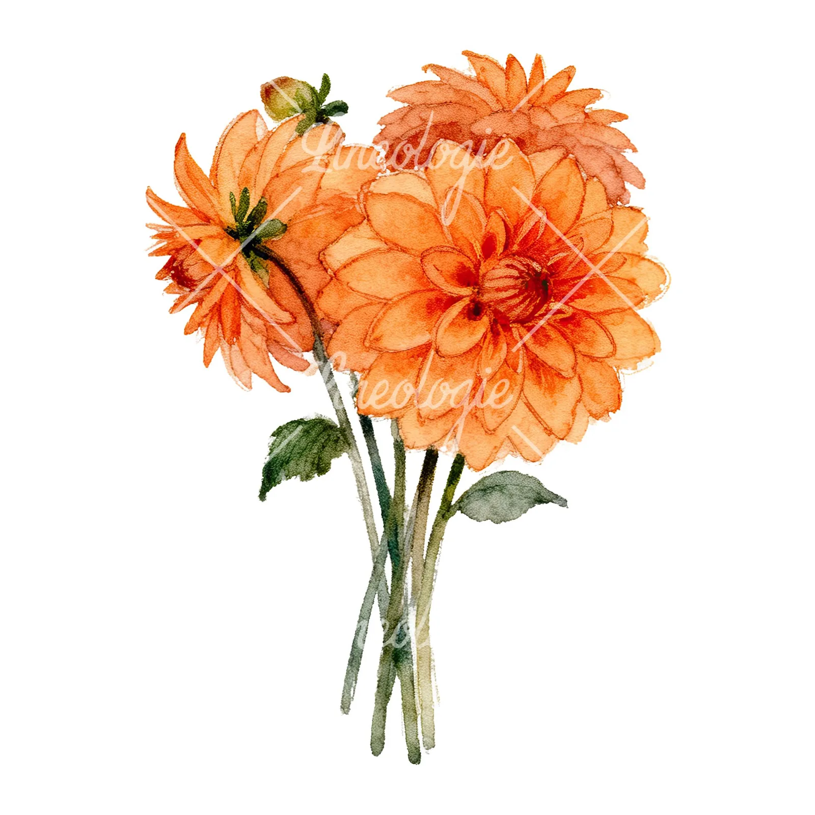 Watercolor orange dahlia bouquet clipart 9 of 9 on a white background (JPG)