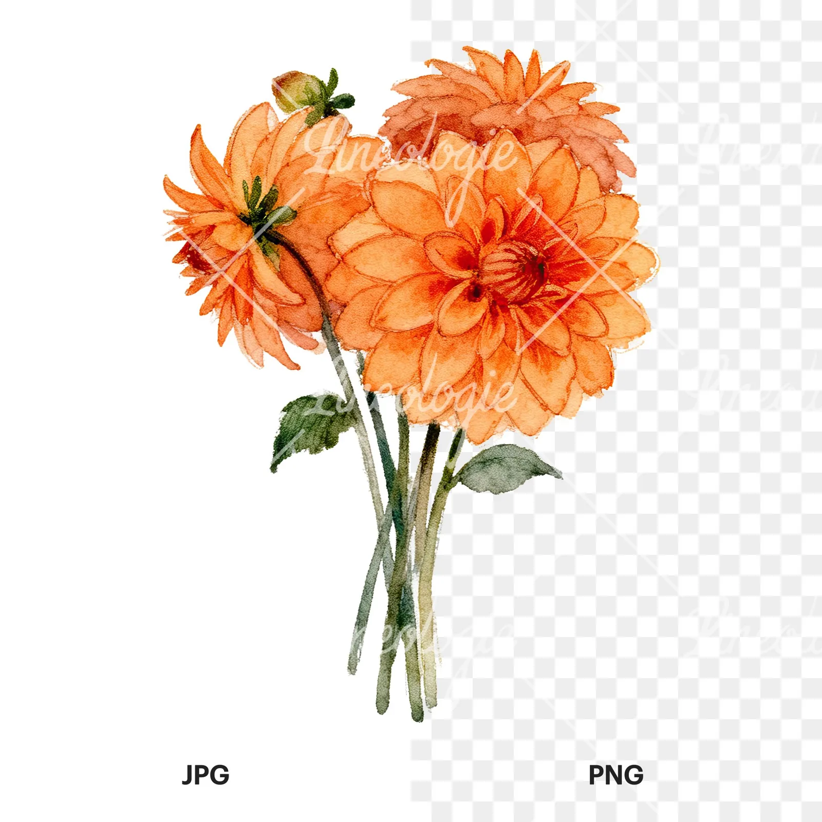 Watercolor orange dahlia bouquet clipart 9 of 9, as a JPG on white and a transparent PNG