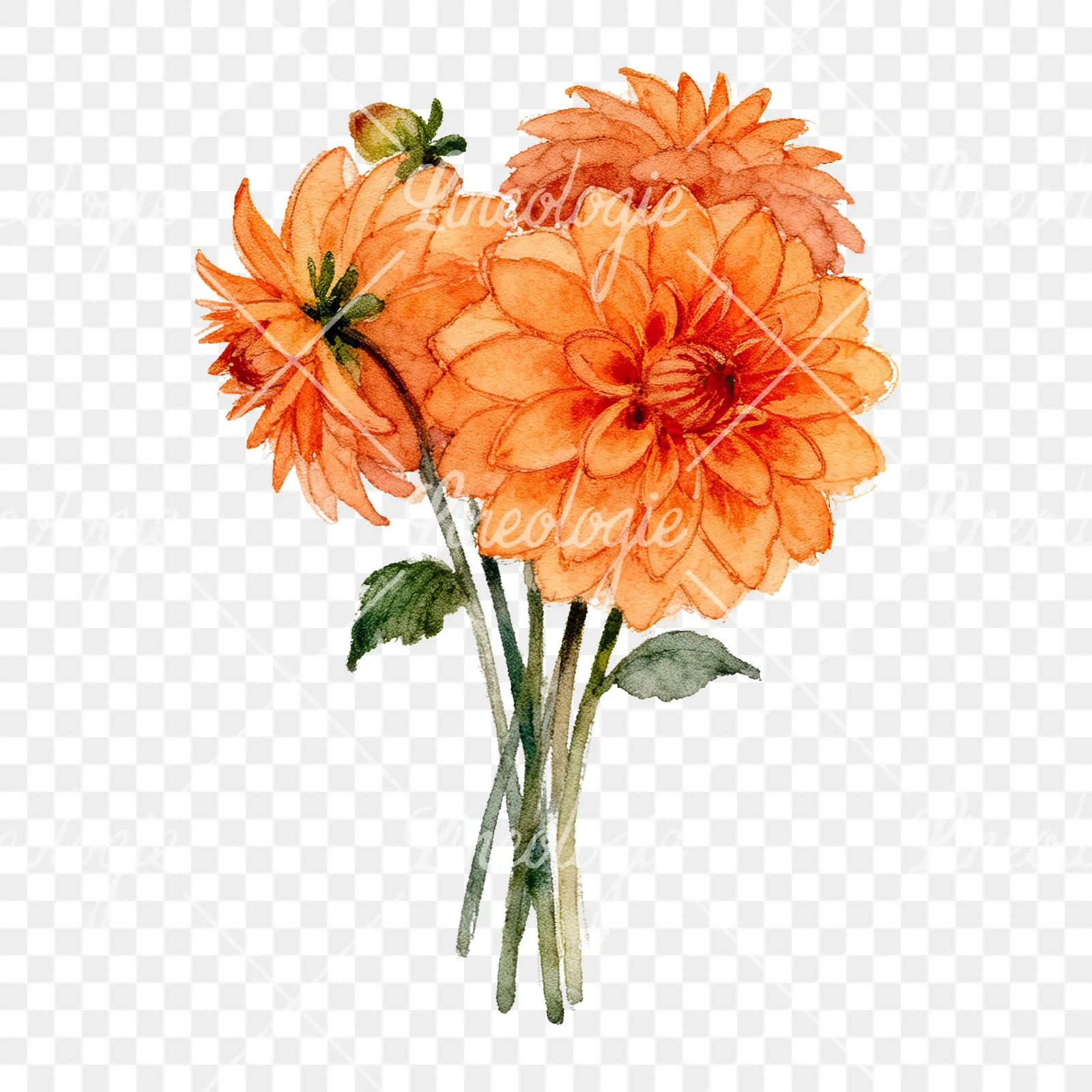 Watercolor orange dahlia bouquet clipart 9 of 9 on a transparent background (PNG)