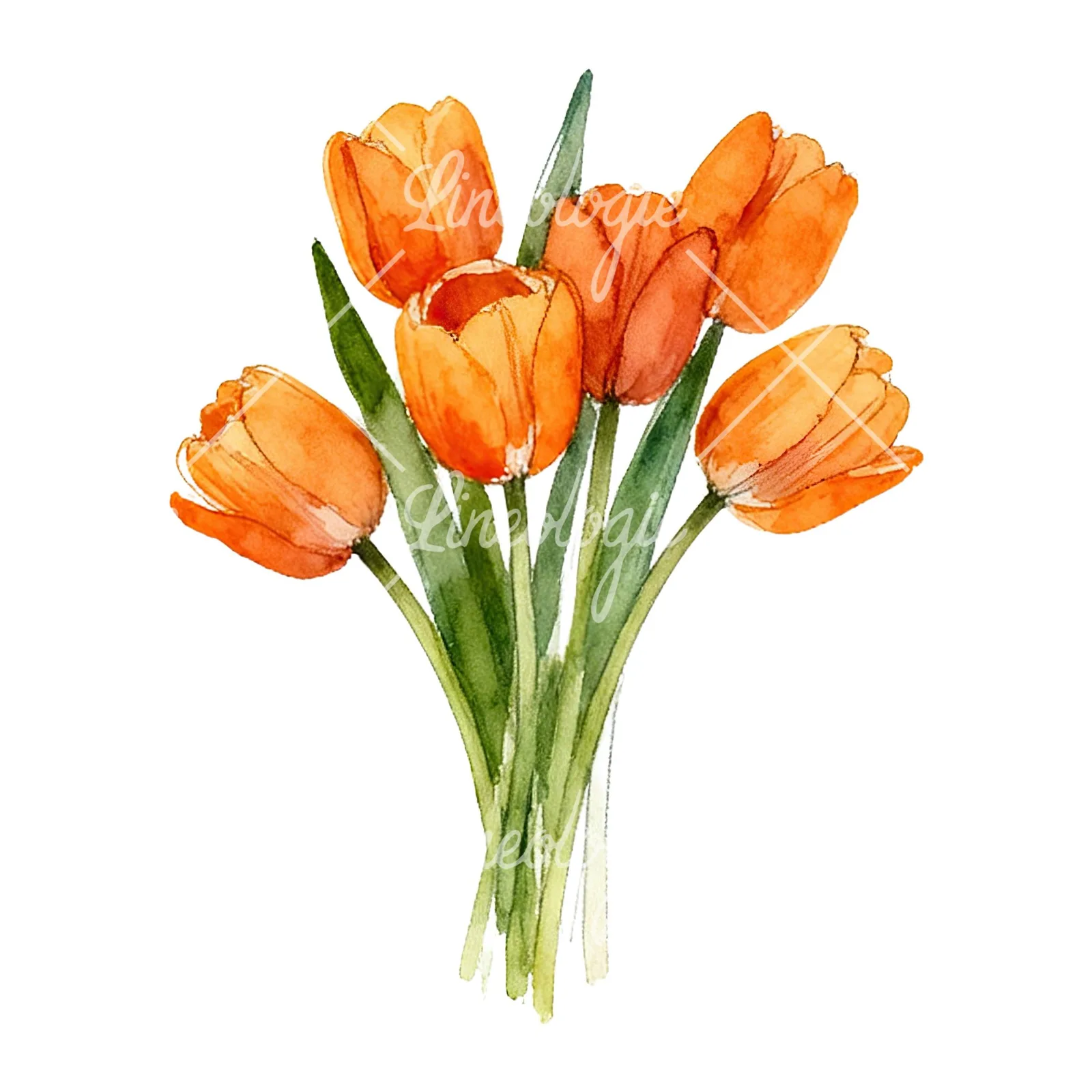 Watercolor orange tulip bouquet clipart 1 of 9 on a white background (JPG)