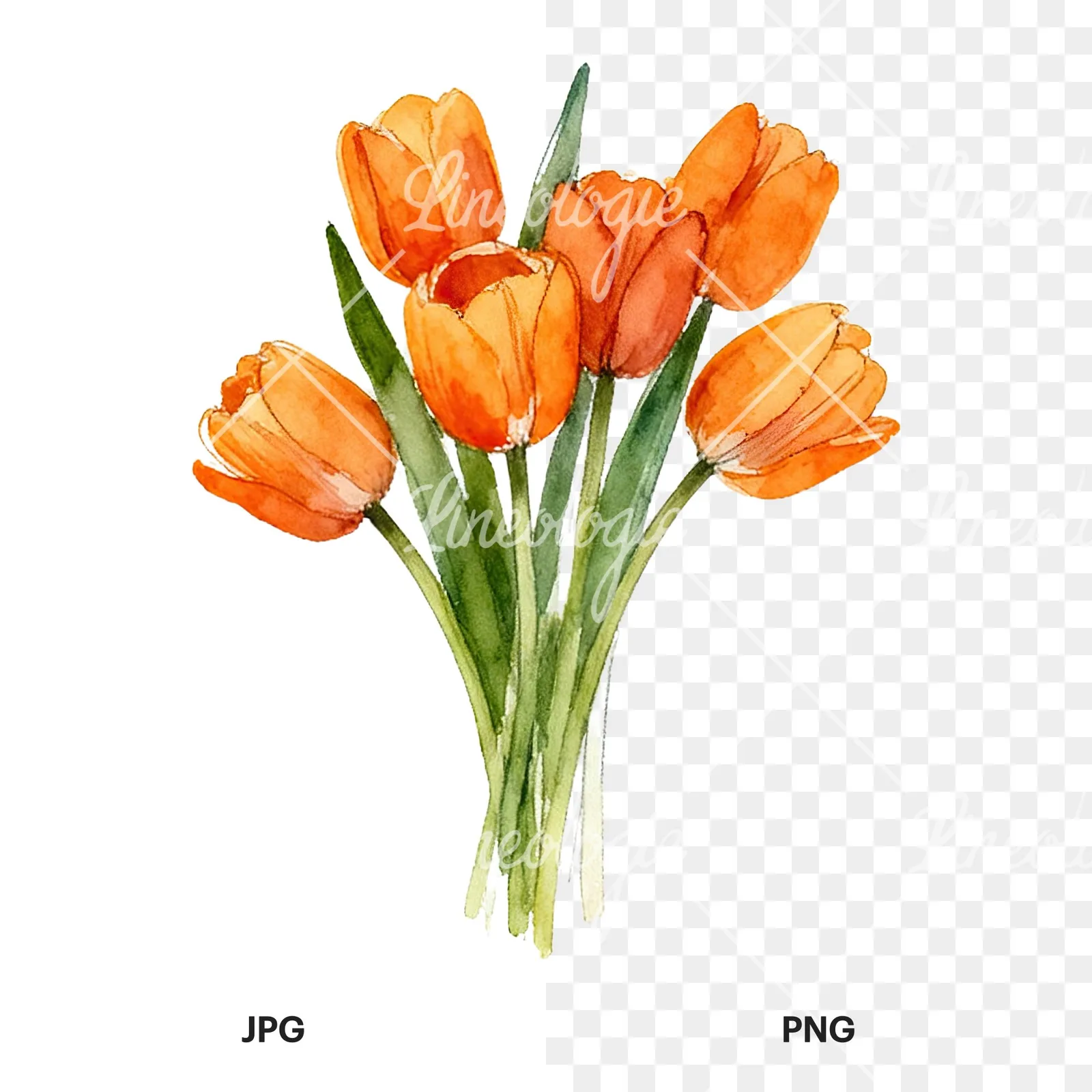 Watercolor orange tulip bouquet clipart 1 of 9, as a JPG on white and a transparent PNG