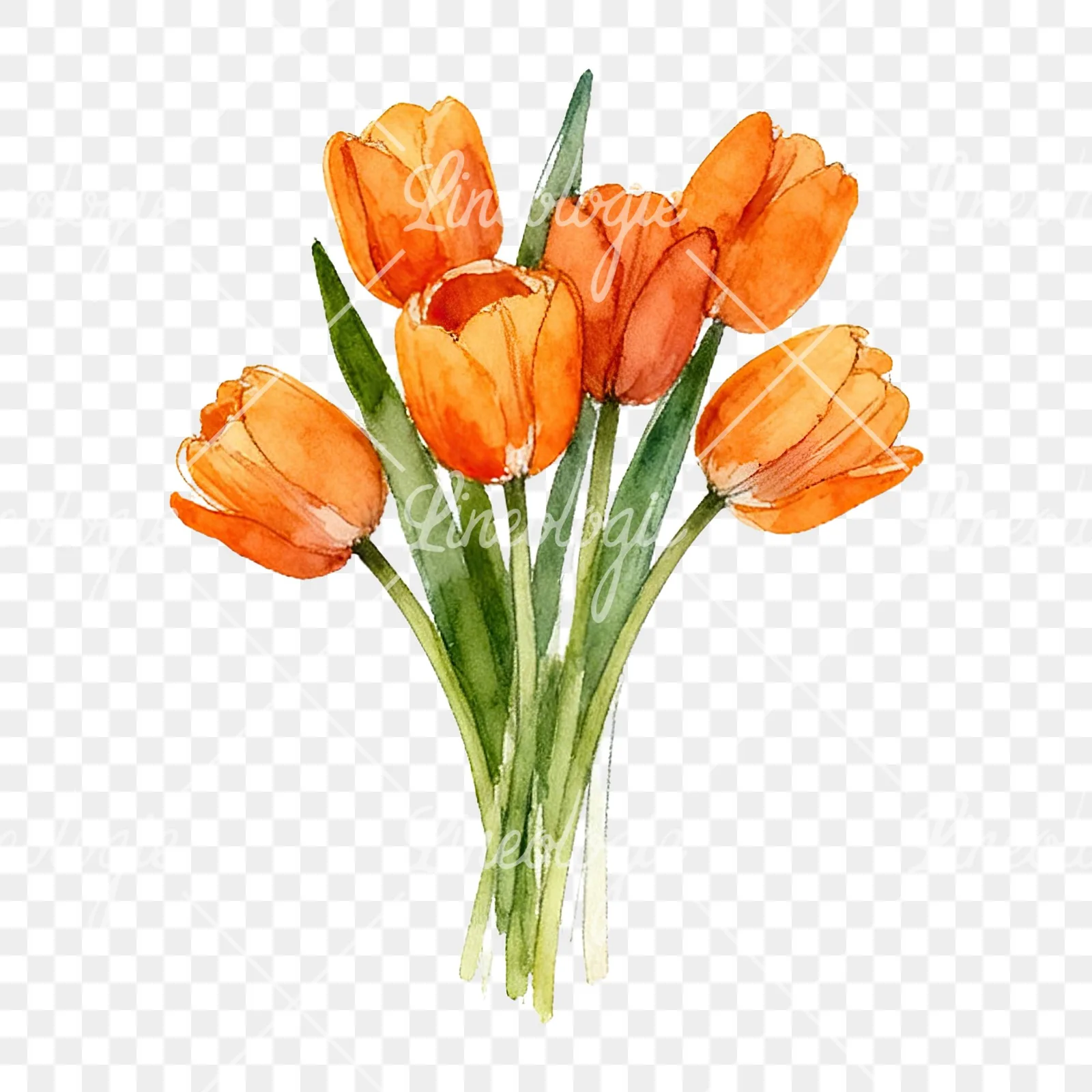 Watercolor orange tulip bouquet clipart 1 of 9 on a transparent background (PNG)