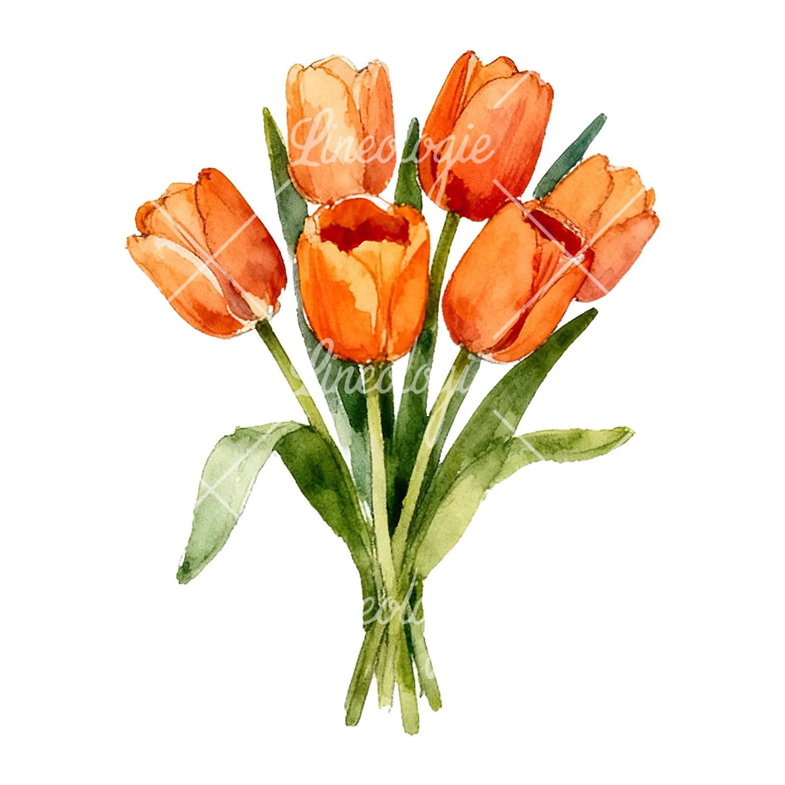 Watercolor orange tulip bouquet clipart 2 of 9 on a white background (JPG)