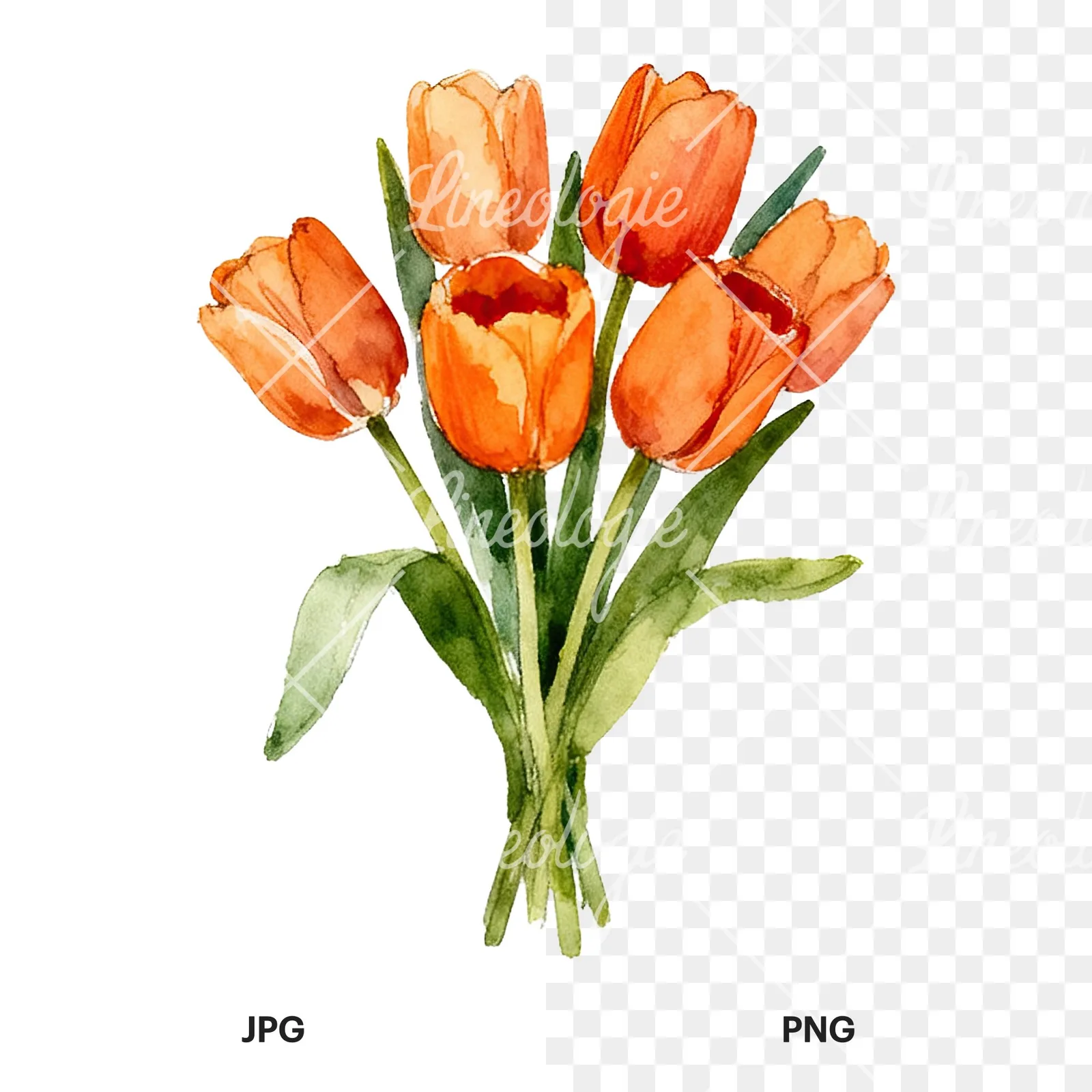 Watercolor orange tulip bouquet clipart 2 of 9, as a JPG on white and a transparent PNG