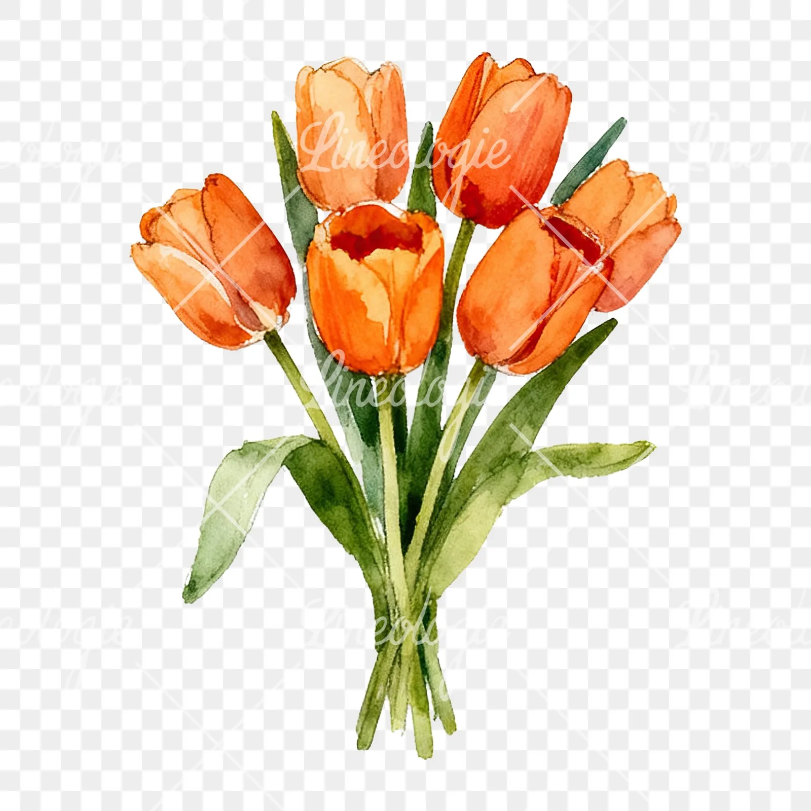 Watercolor orange tulip bouquet clipart 2 of 9 on a transparent background (PNG)