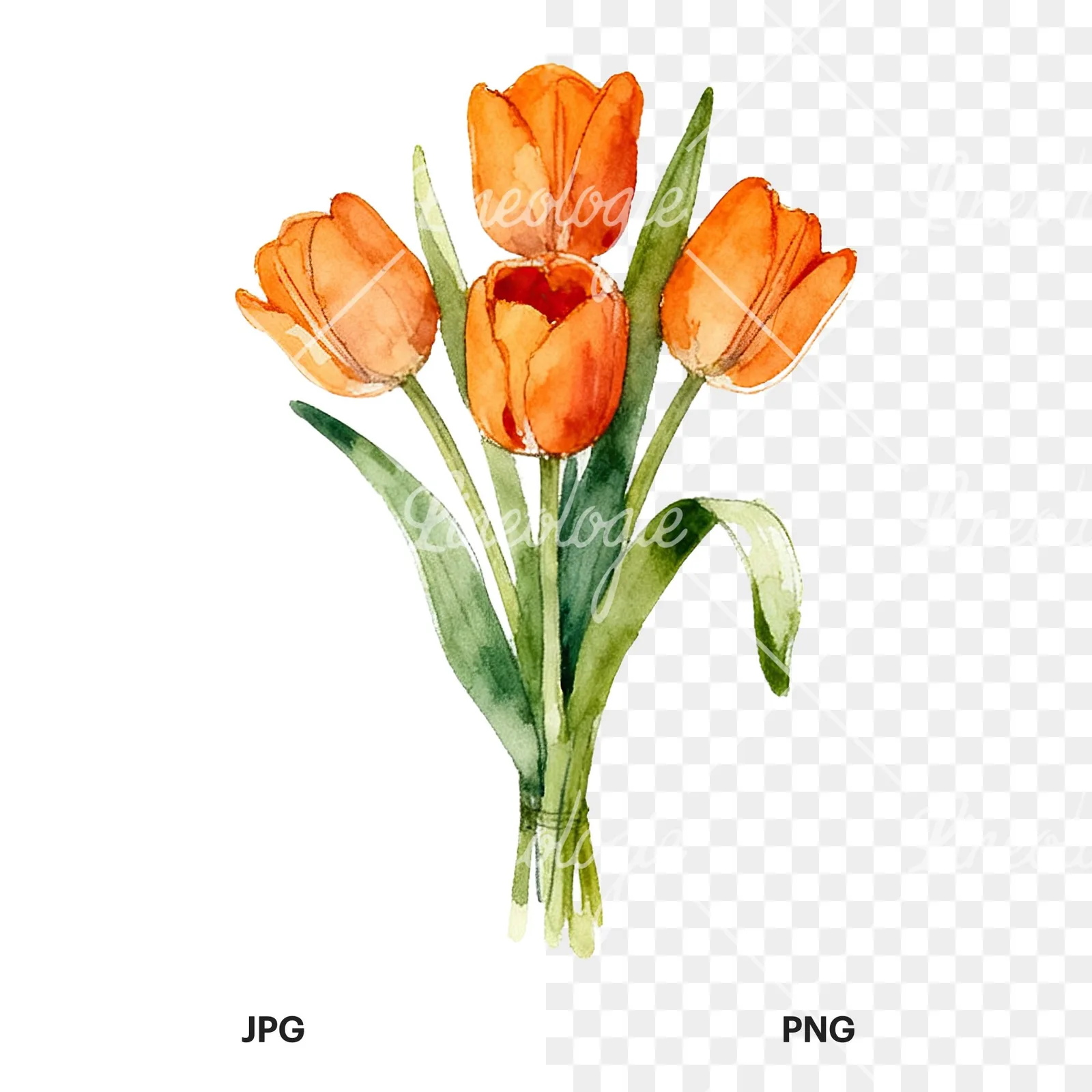 Watercolor orange tulip bouquet clipart 3 of 9, as a JPG on white and a transparent PNG