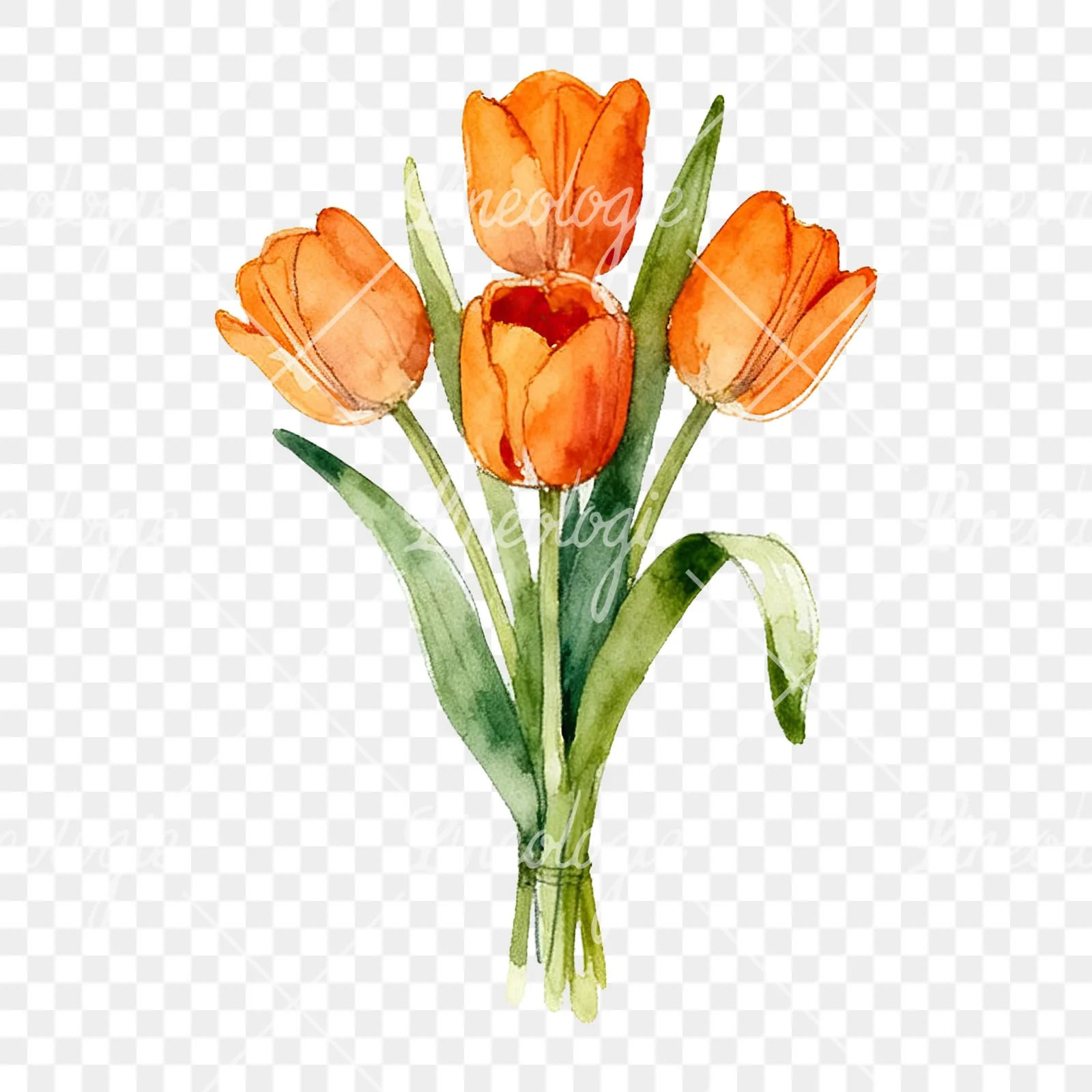 Watercolor orange tulip bouquet clipart 3 of 9 on a transparent background (PNG)