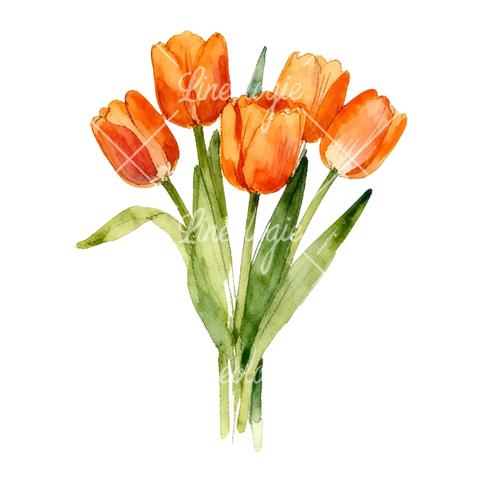 Watercolor orange tulip bouquet clipart 4 of 9 on a white background (JPG)