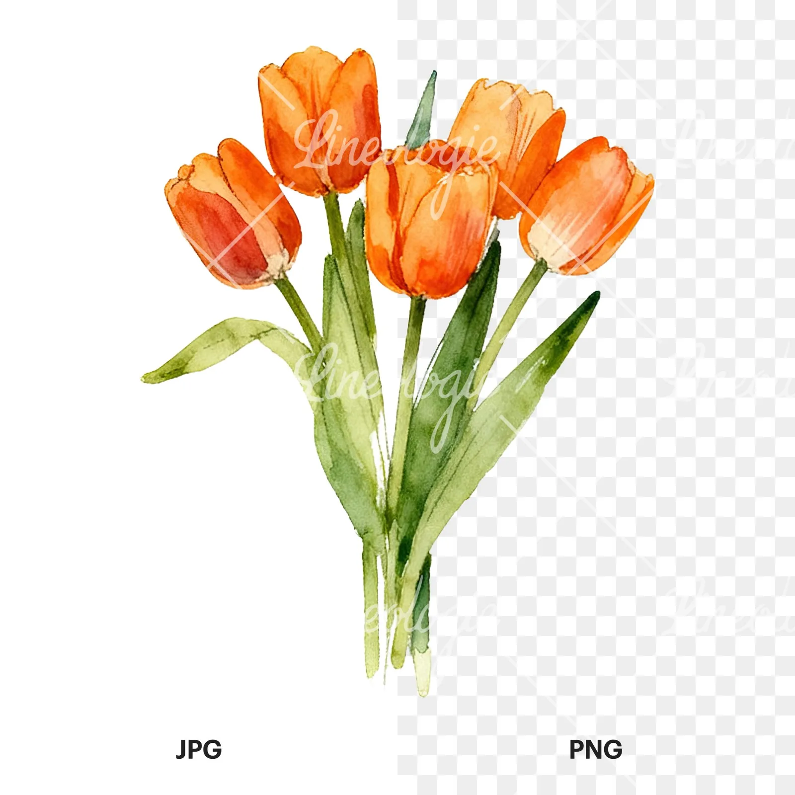Watercolor orange tulip bouquet clipart 4 of 9, as a JPG on white and a transparent PNG