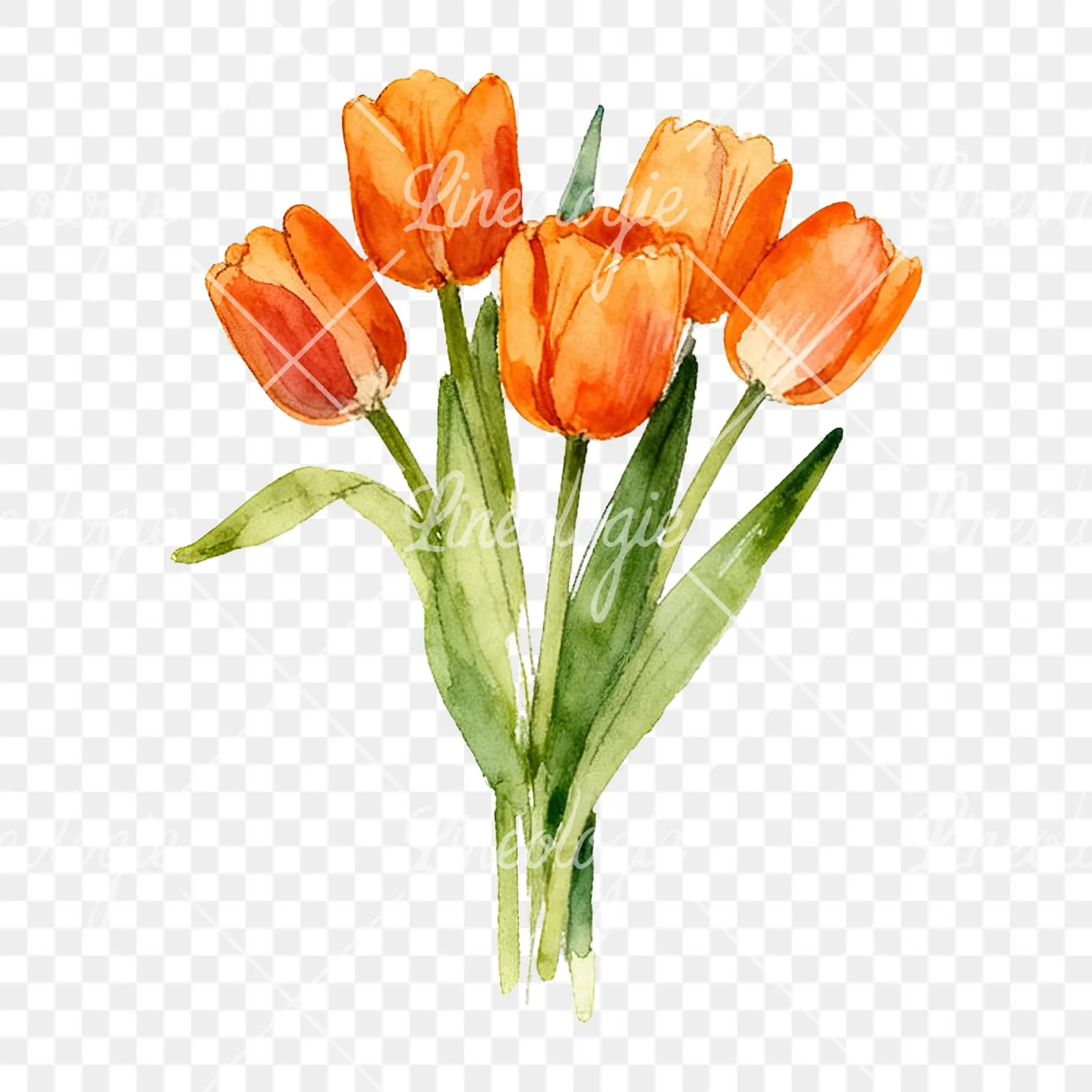 Watercolor orange tulip bouquet clipart 4 of 9 on a transparent background (PNG)